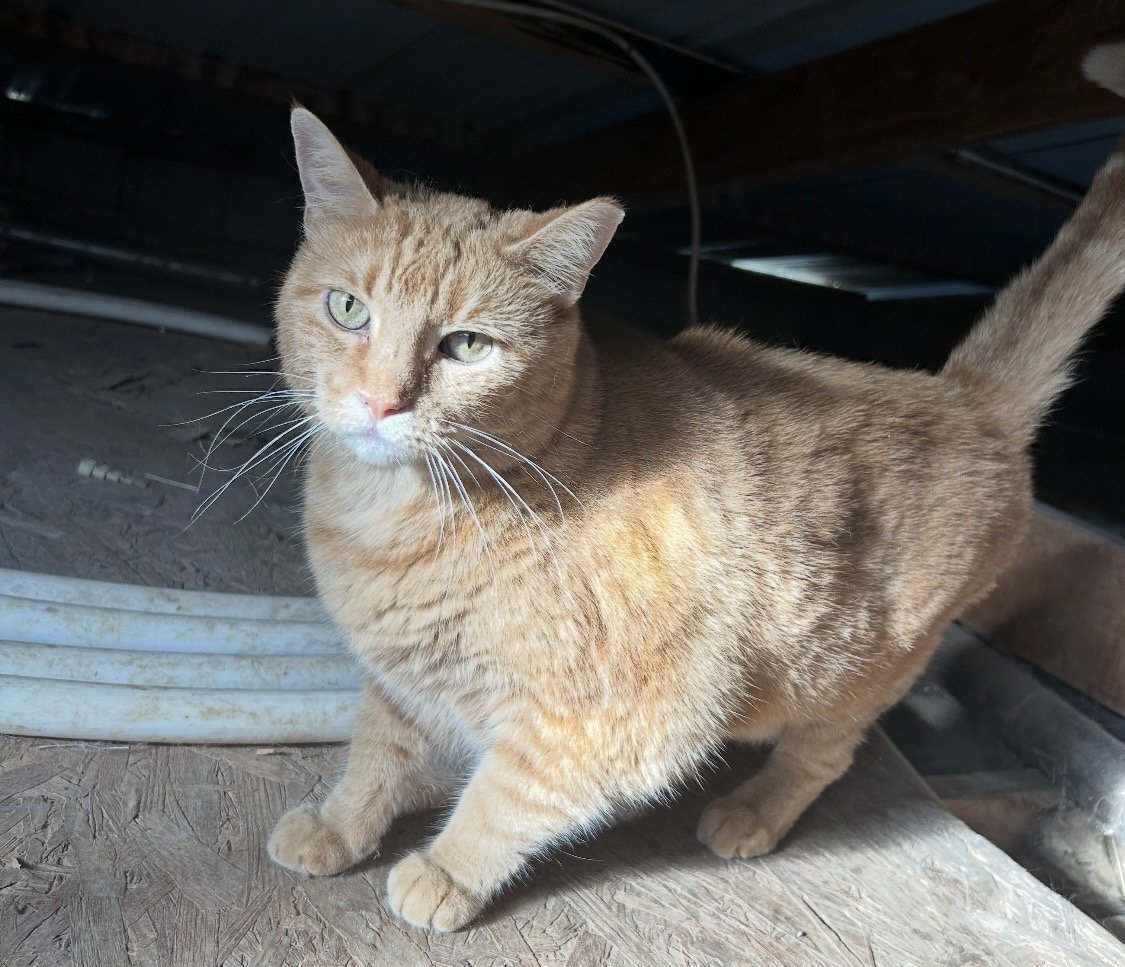 Gingie