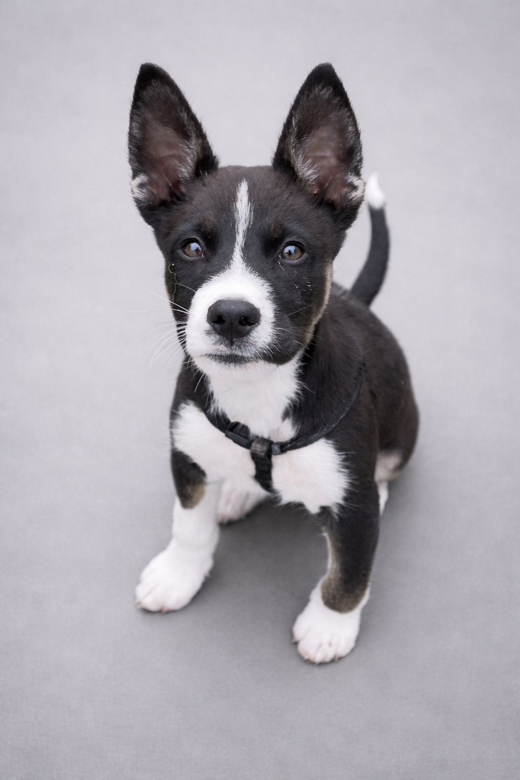 Husky mix puppy, rescue dog, available for adoption