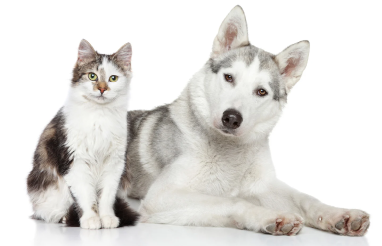 Cat and Husly dog available for adoption after being rescued and provided medical care by JB's Pet Rescue in North Texas.