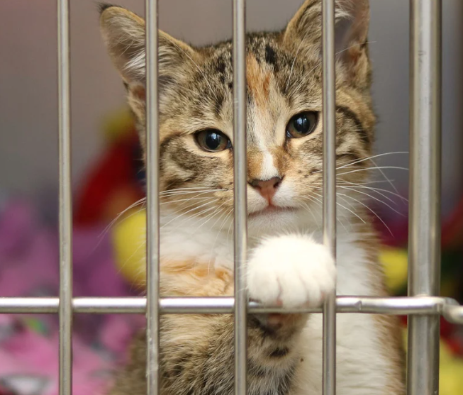 Rescued kitten available for adoption after being rescued and provided medical care by JB's Pet Rescue in North Texas.