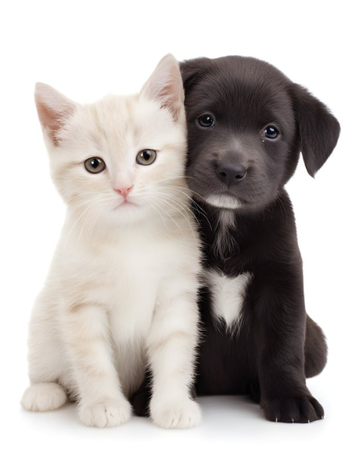 Kitten and puppy available for adoption after being rescued and provided medical care by JB's Pet Rescue in North Texas.