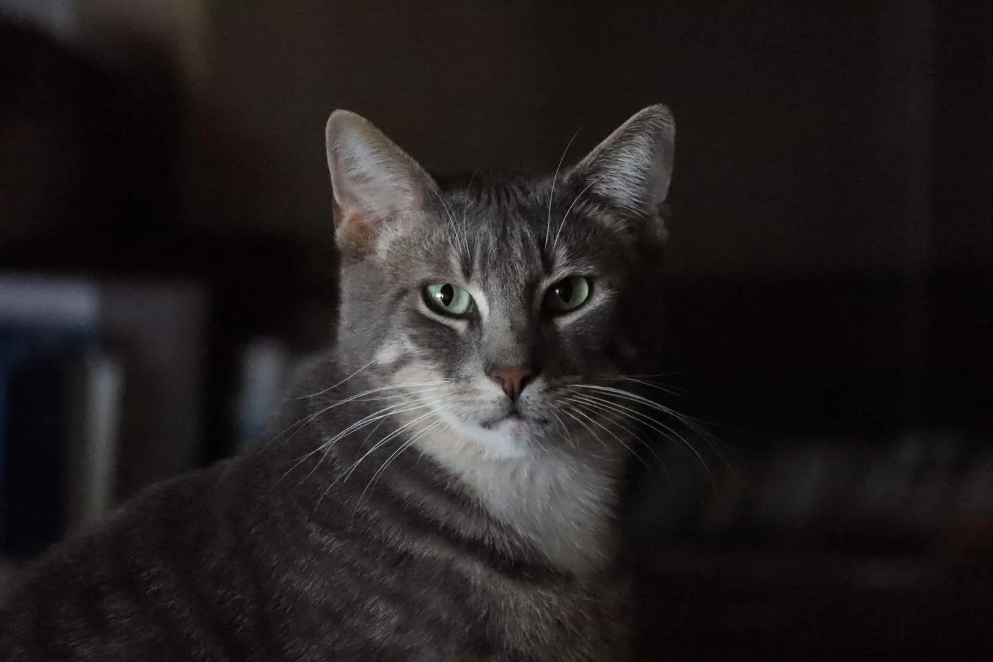 Grey tabby domestic short hair rescue cat available for adoption