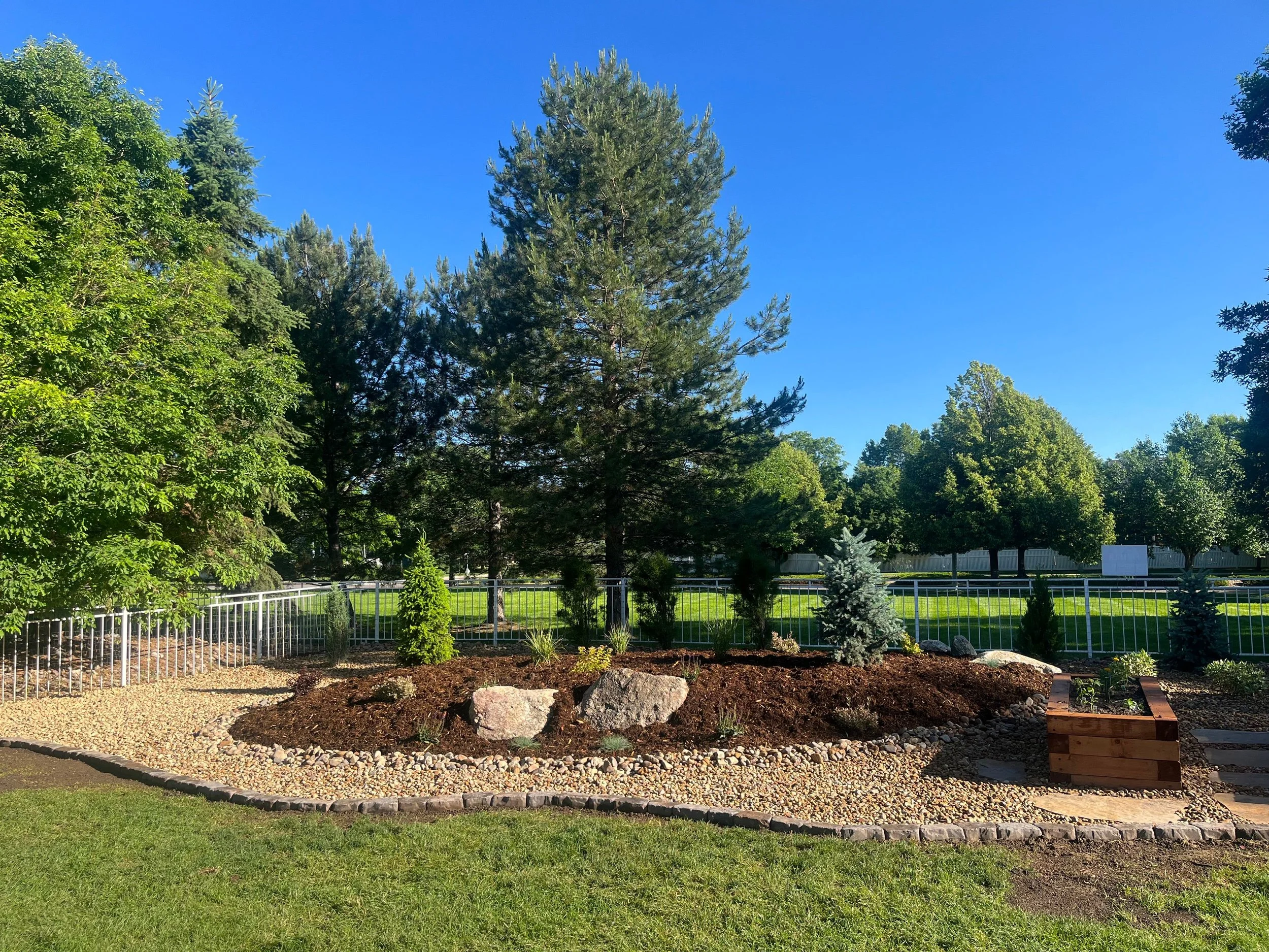 A landscaped backyard garden with a variety of trees, including tall pine trees and small evergreen shrubs, a grassy lawn, a white fence, a garden bed with mulch and large rocks, and a wooden planter box, under a clear blue sky.