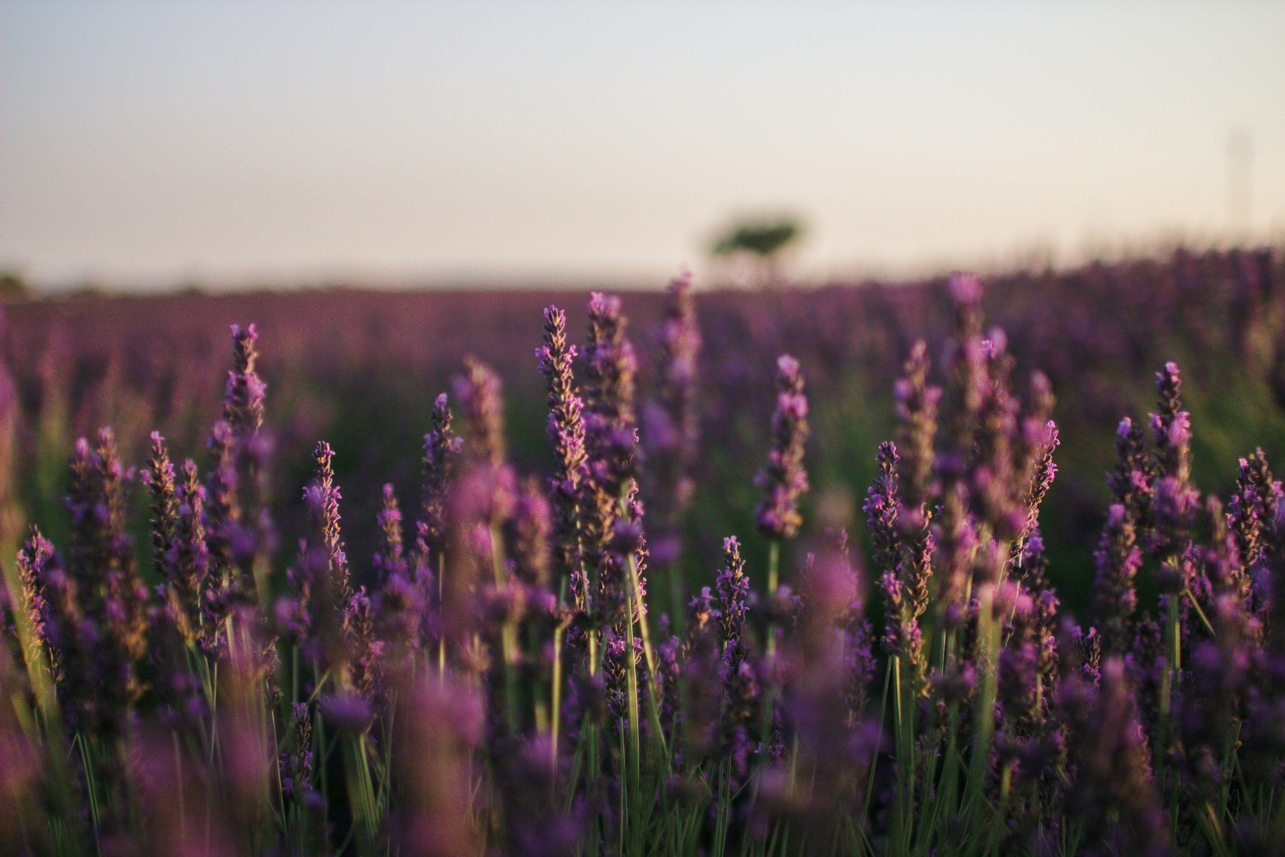 A field of purple lavender flowers with a blurred background of sky and a few trees.