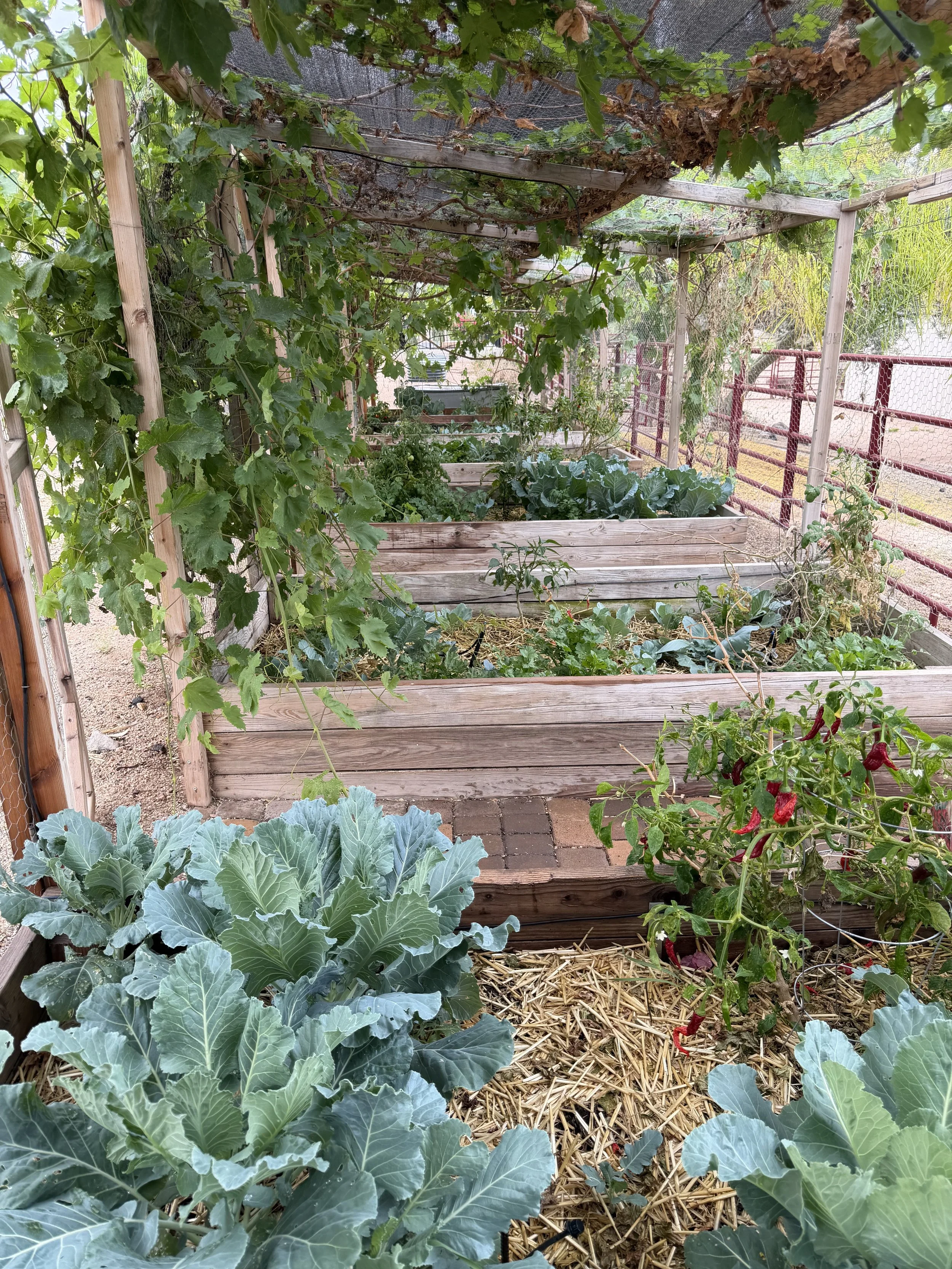 A garden with raised wooden beds filled with green leafy vegetables and plants, with a trellis covered in grapevines overhead and a wire fence on the side.