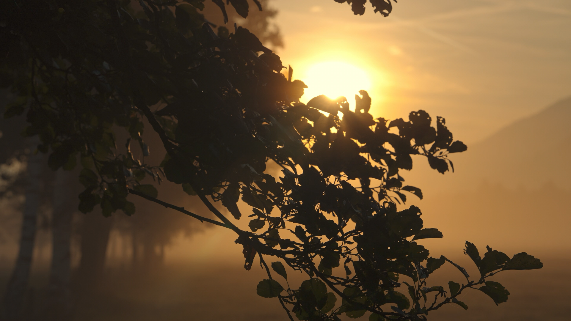 what-is-embodied-leadership-sunlit-tree.png