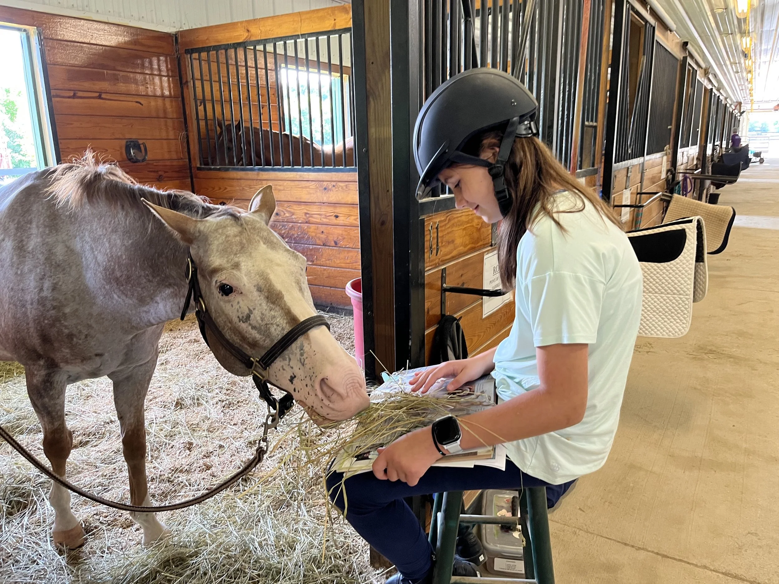 A girl with long brown hair wearing a black riding helmet and white shirt feeding hay to a light-colored horse inside a wooden stable.