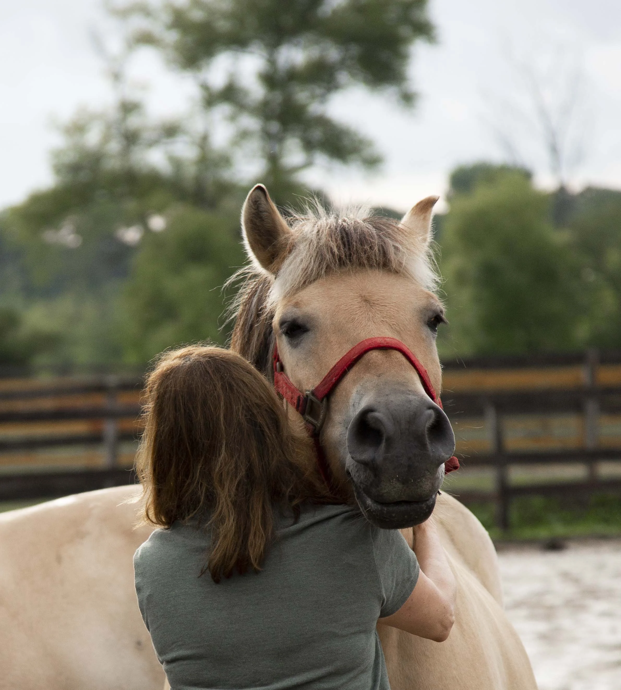 A person with brown hair and a gray shirt holding a white horse with a red halter outdoors.