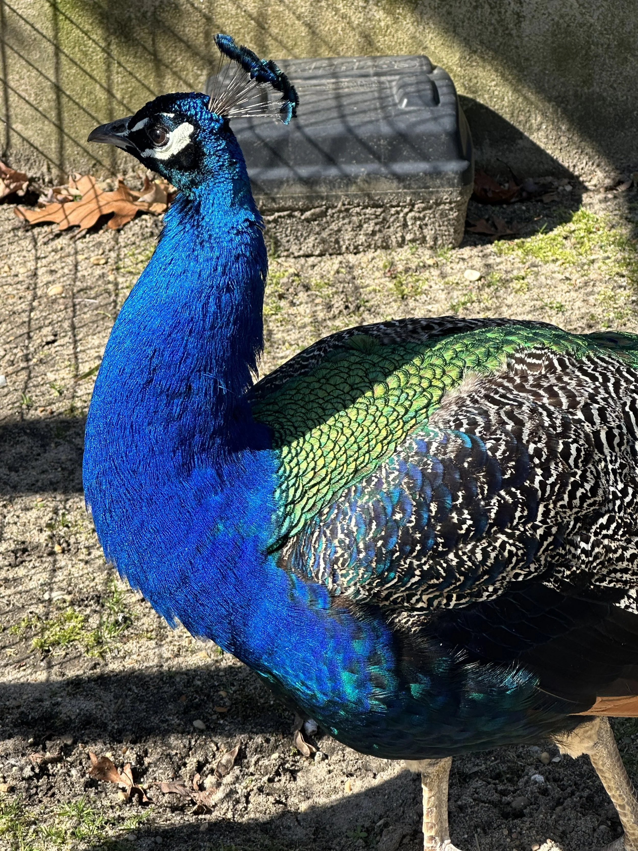 Cohanzick Zoo