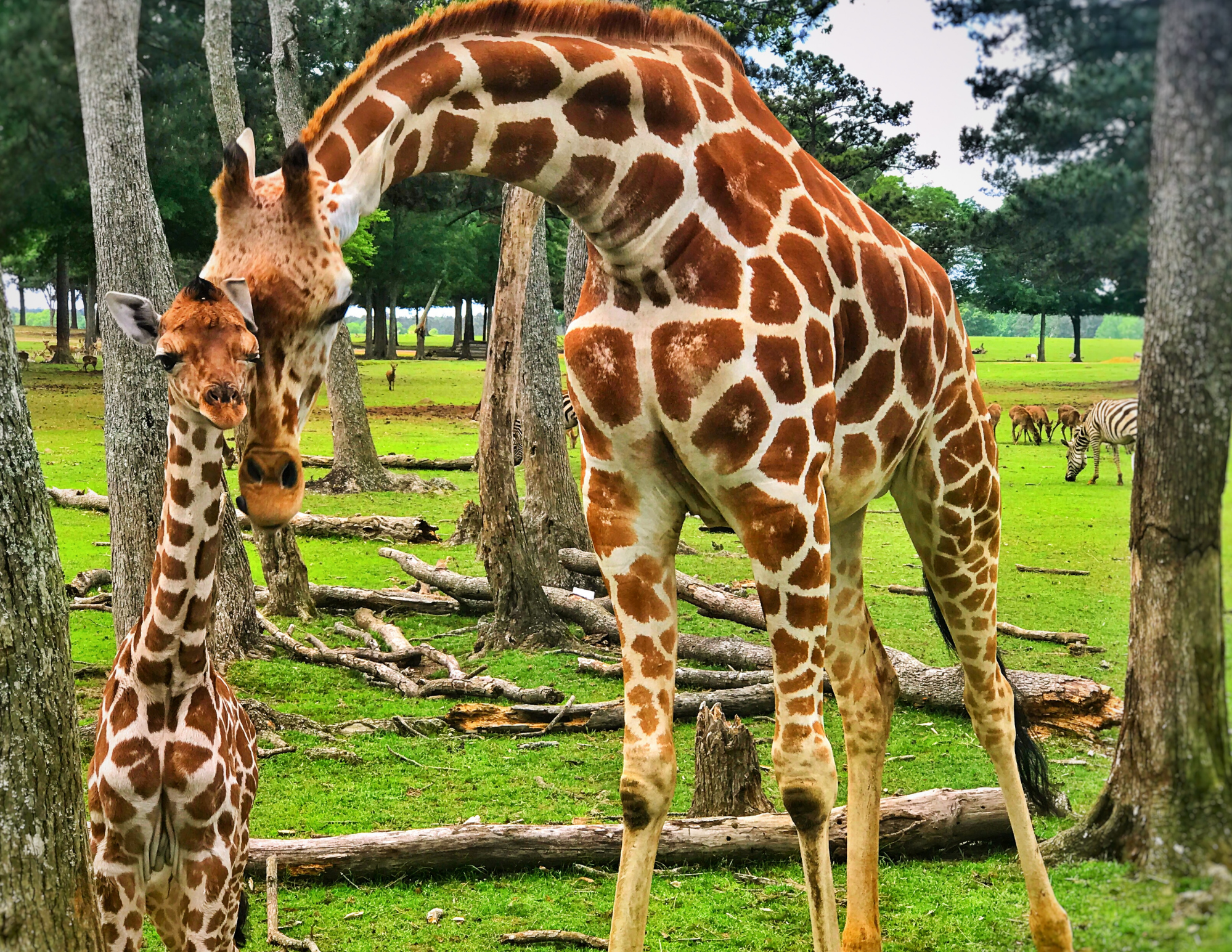 Cape May Zoo