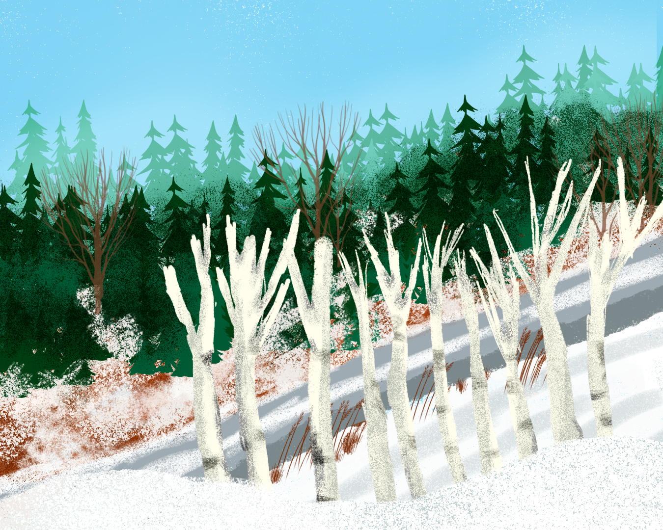 Illustration of a winter landscape with snow on the ground, leafless white trees in the foreground, and a dense forest of evergreen trees in the background under a clear blue sky.