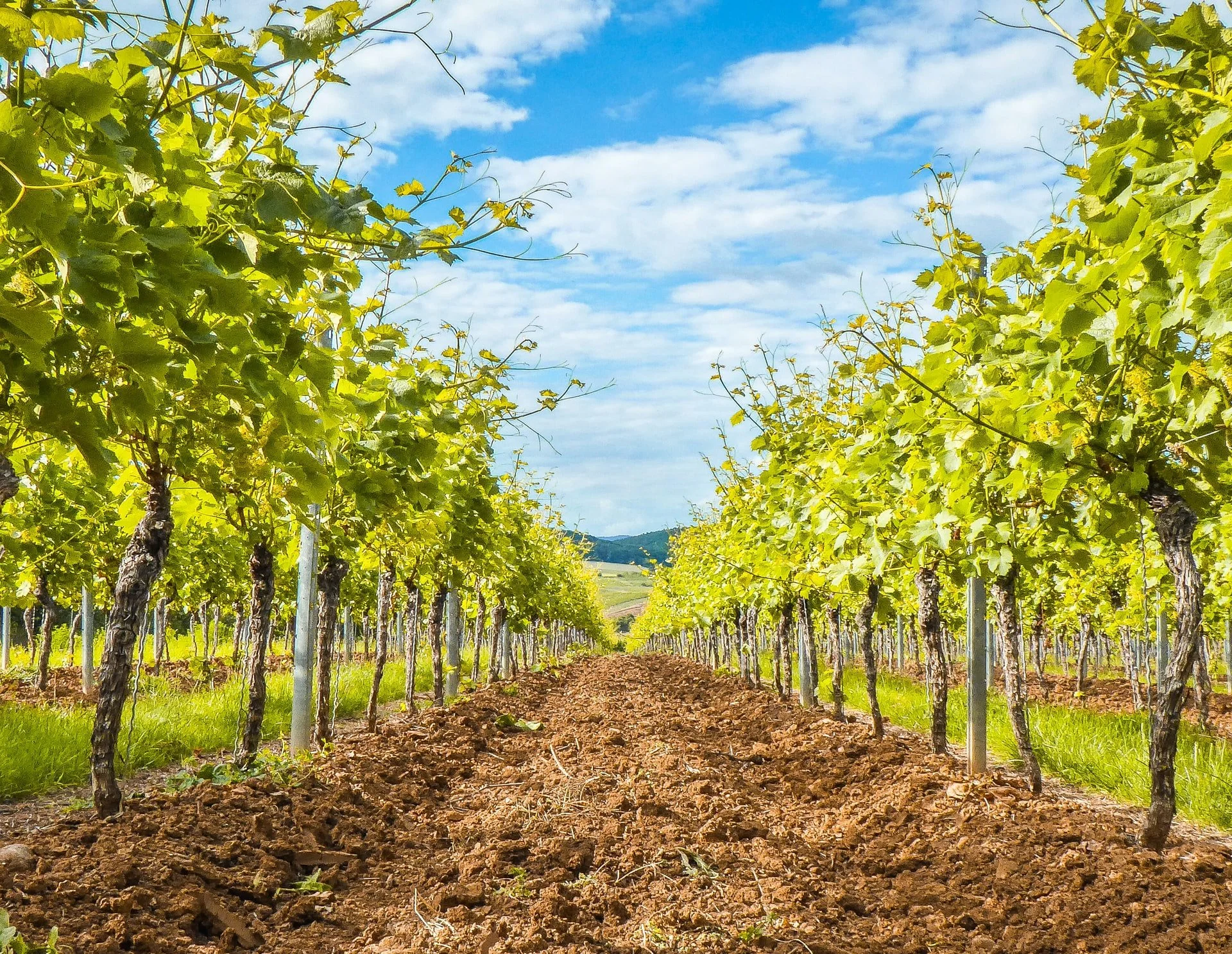 Lee Creek Vineyard | Suttons Bay Michigan