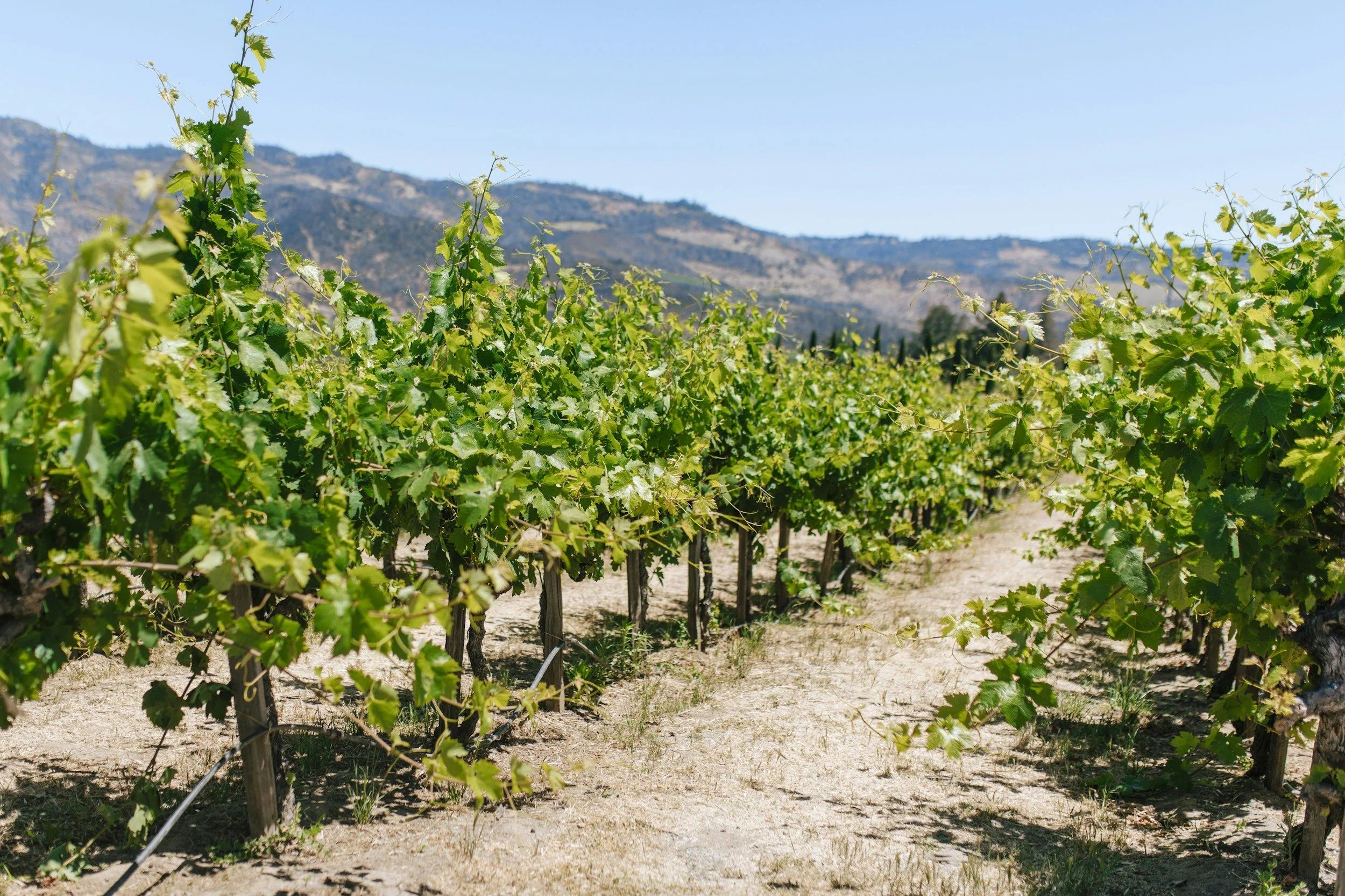 Vineyard with rows of green grapevines under a clear blue sky, with mountains in the background.