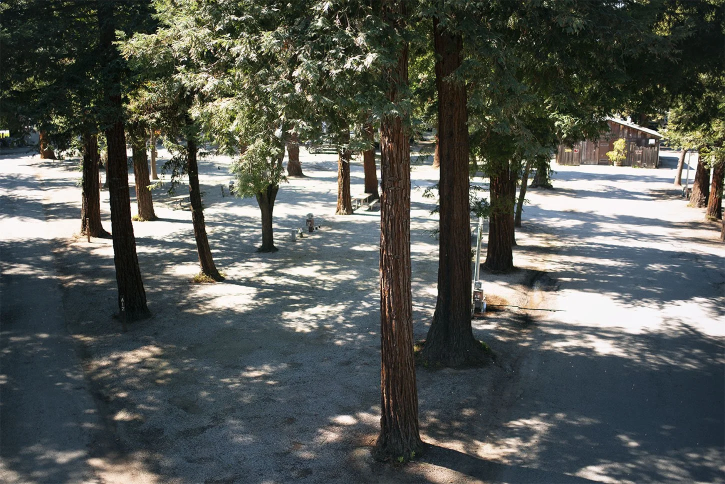 A wooded area with tall trees casting shadows on a gravel ground, with some picnic tables and a small building visible in the background.