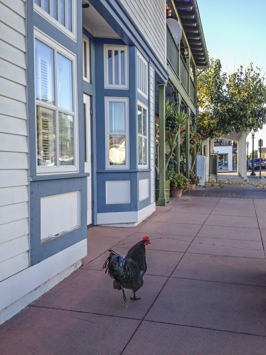A black rooster with a red comb walking on a sidewalk in front of storefronts painted in blue and white, with potted plants and trees along the sidewalk.