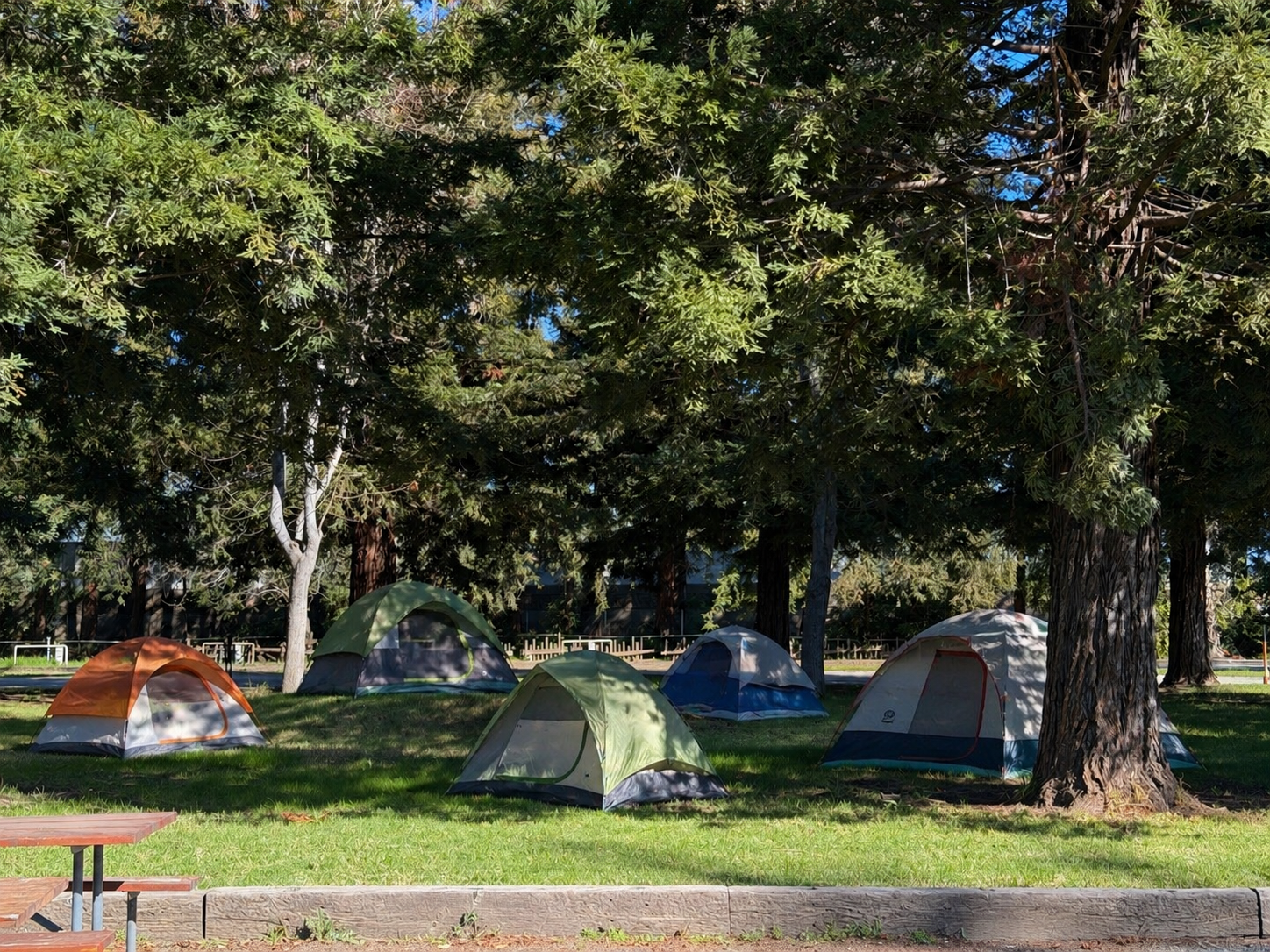 Multiple camping tents set up on grassy area under large trees at a park, with sunlight filtering through the leaves.