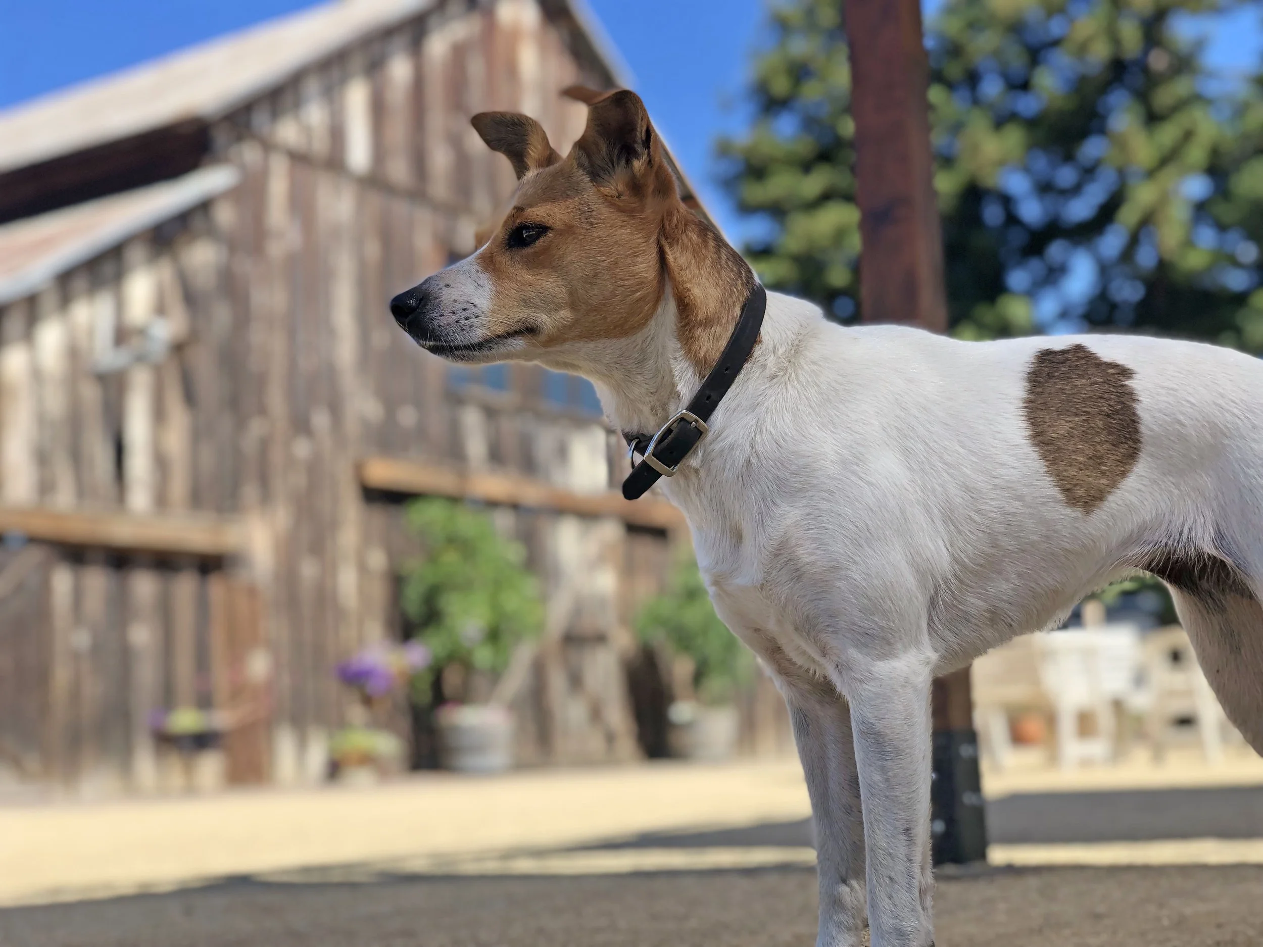 Close-up of a small dog with white and brown fur, wearing a black collar, outdoors with a weathered wooden fence and trees in the background.