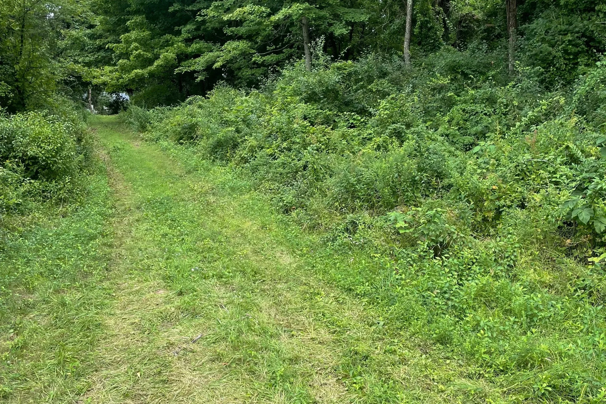 A grassy dirt trail in a green forest with trees and bushes on both sides.