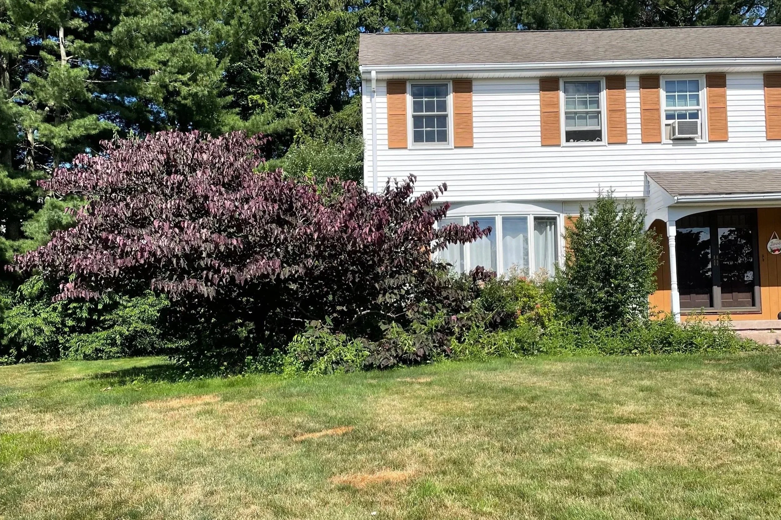 Front yard of a house with a large purple-leafed shrub, a green lawn, and a two-story white house with brown shutters and a small porch.