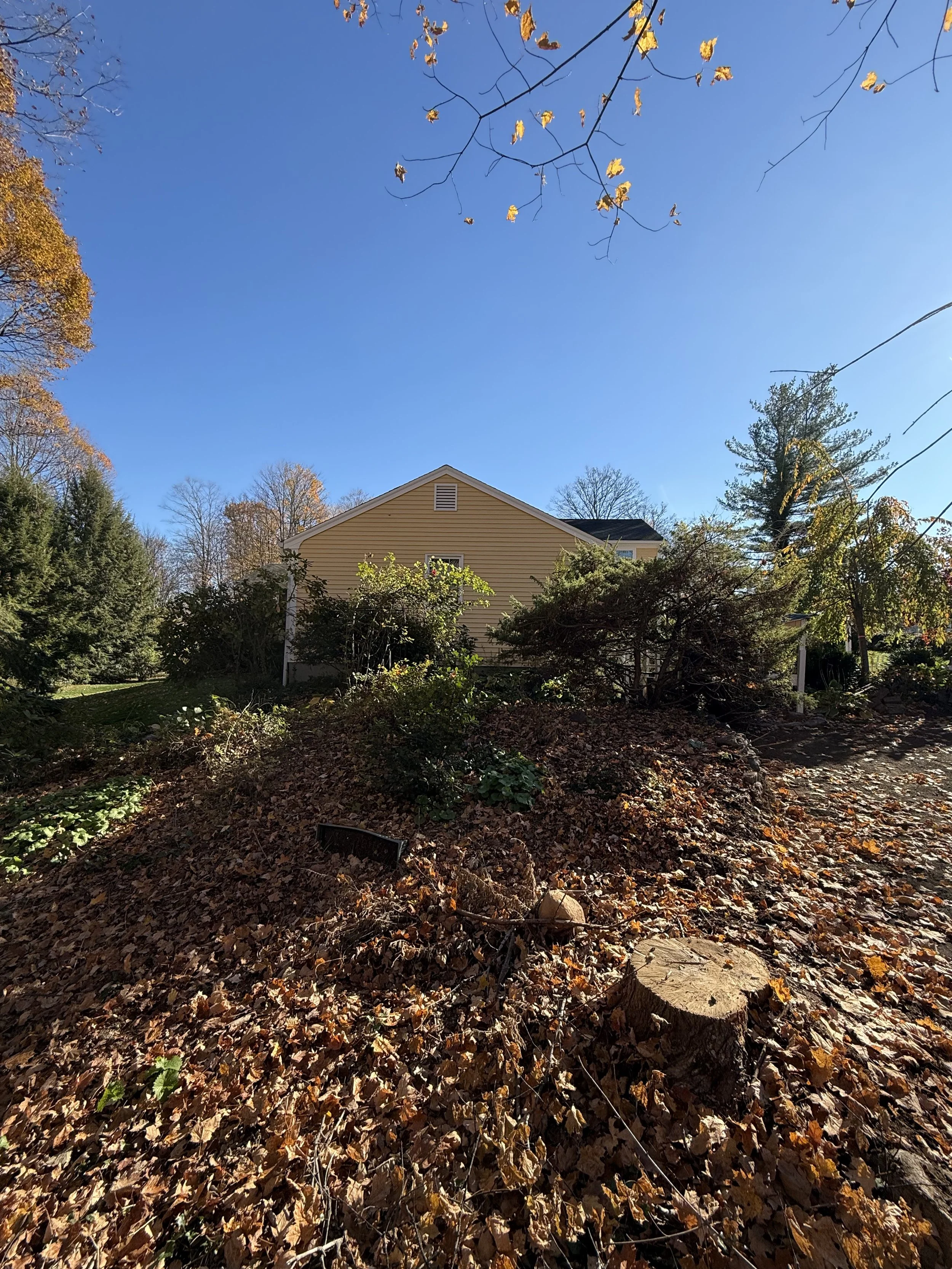 Tree & stump removal