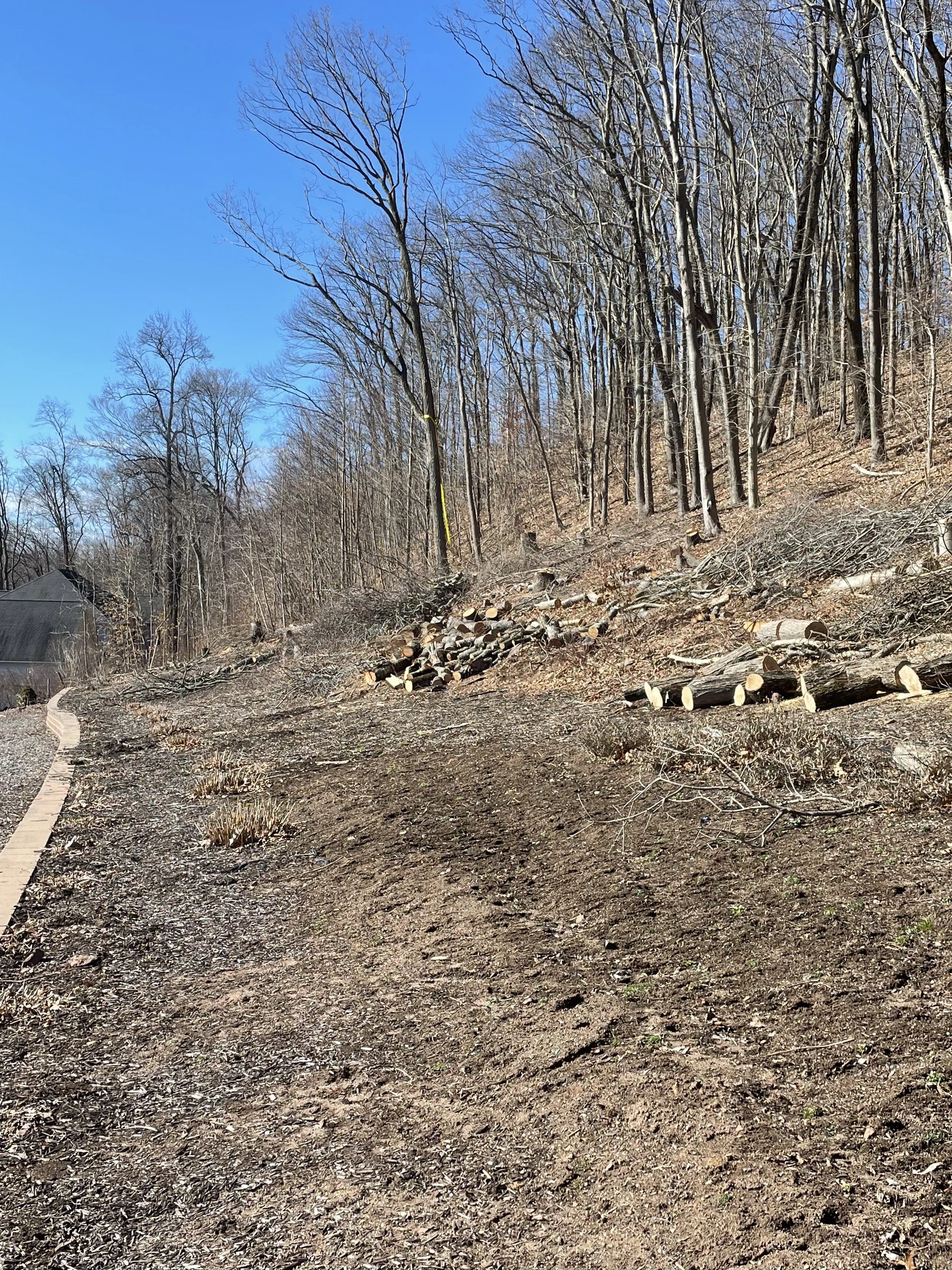 A hillside with freshly cut logs piled along the slope, a paved pathway on the left, and leafless trees under a clear blue sky.