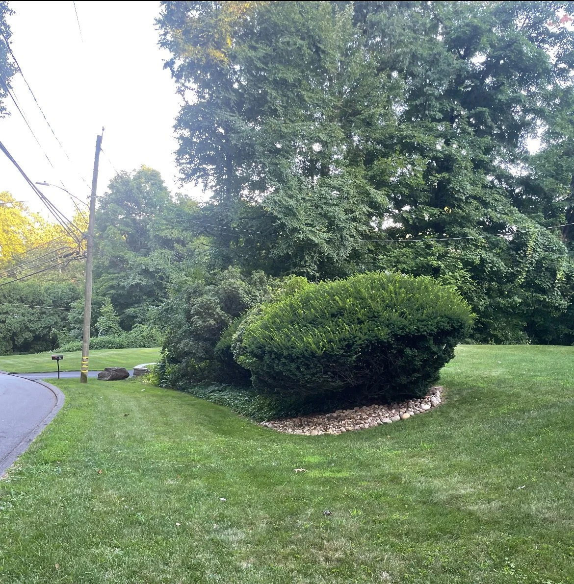 A suburban lawn with trimmed grass, a curved street, a mailbox, a utility pole with power lines, and a large bush under tall trees.