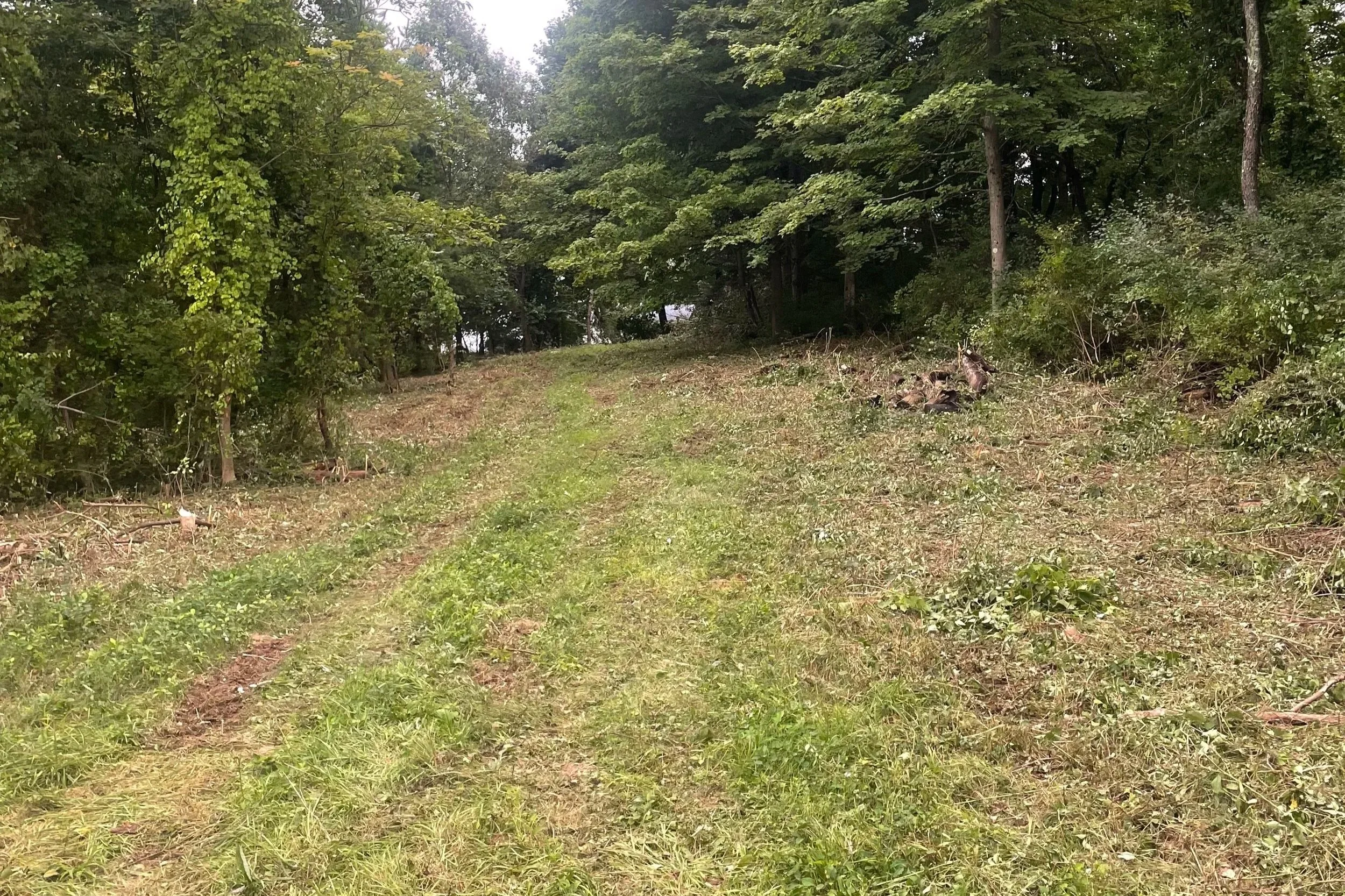 A grassy trail cutting through a wooded area with trees and bushes on both sides, and some cut branches and logs on the ground.