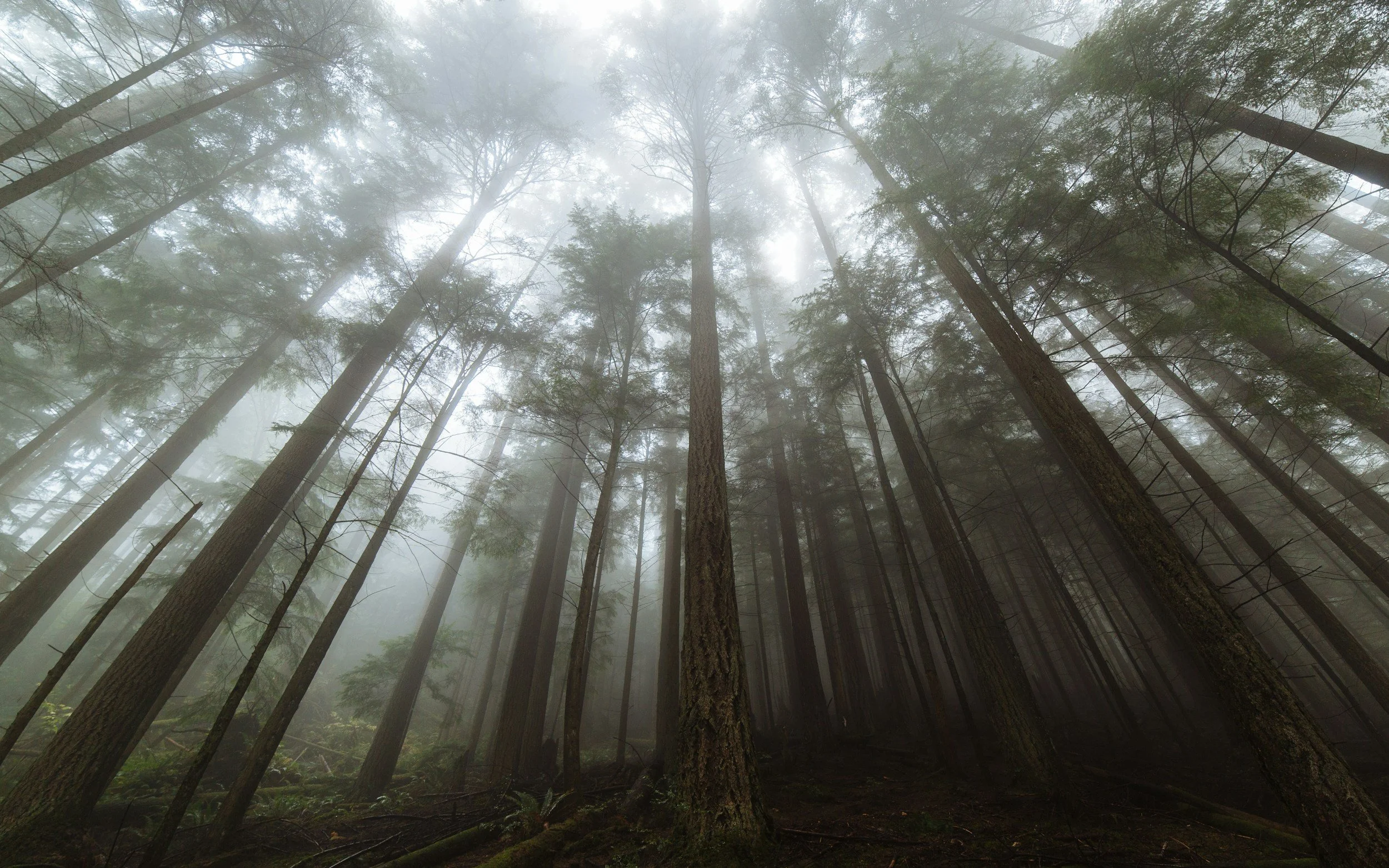 Tall trees in a misty forest, view from the ground looking up