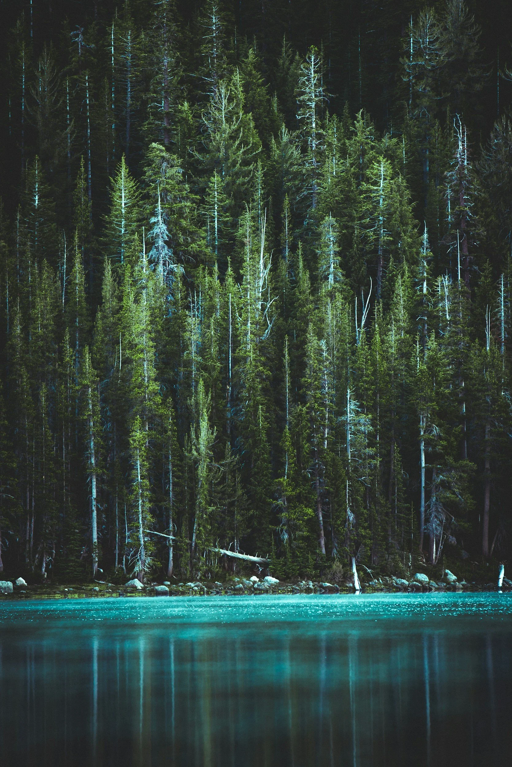 A serene nighttime scene of a dense forest of tall pine trees along a river, with the water reflecting the dark sky and forest ahead.