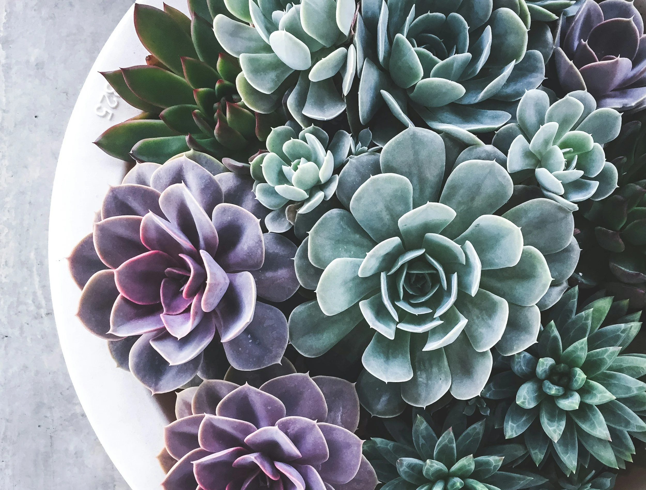 A close-up image of a variety of colorful succulents arranged on a white plate with a light gray surface background.