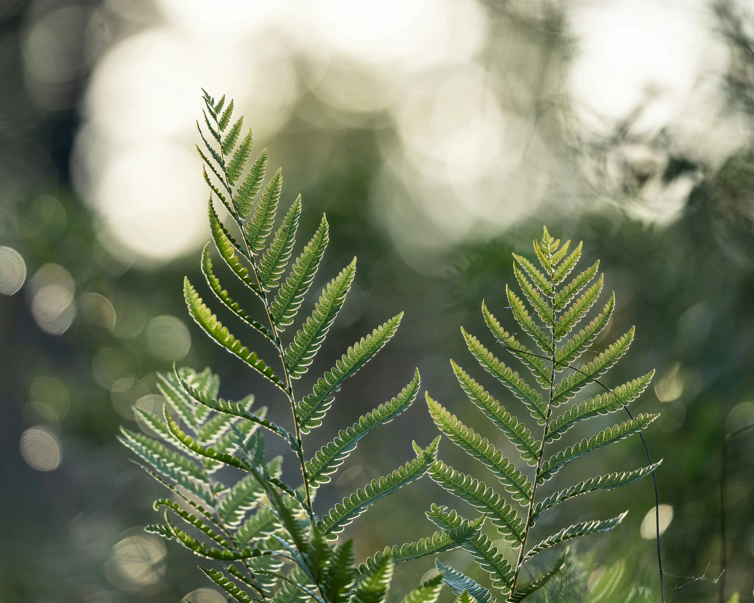 Close-up of green fern leaves with sunlight and blurred foliage in the background.