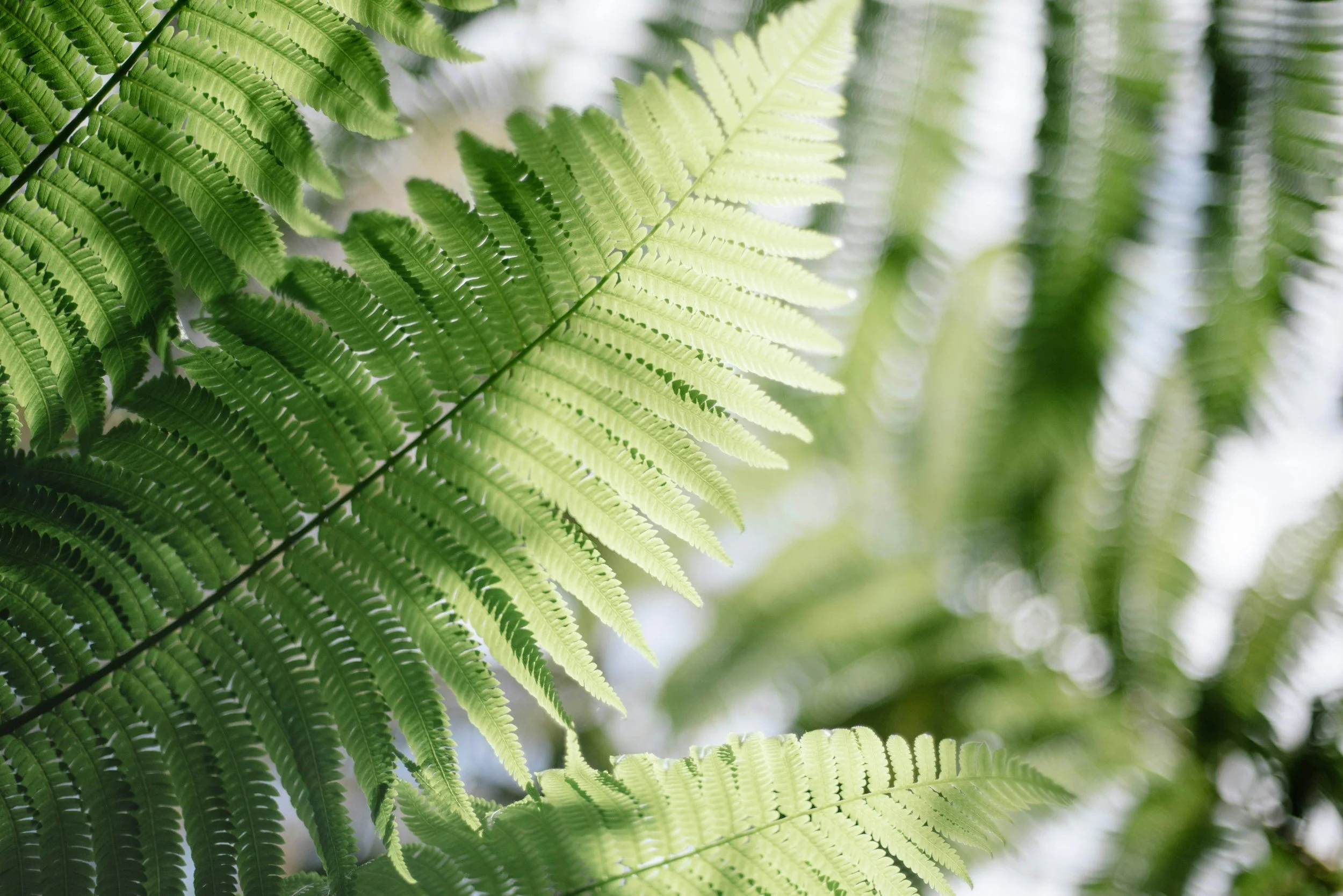 Close-up of green fern leaves with sunlight filtering through.