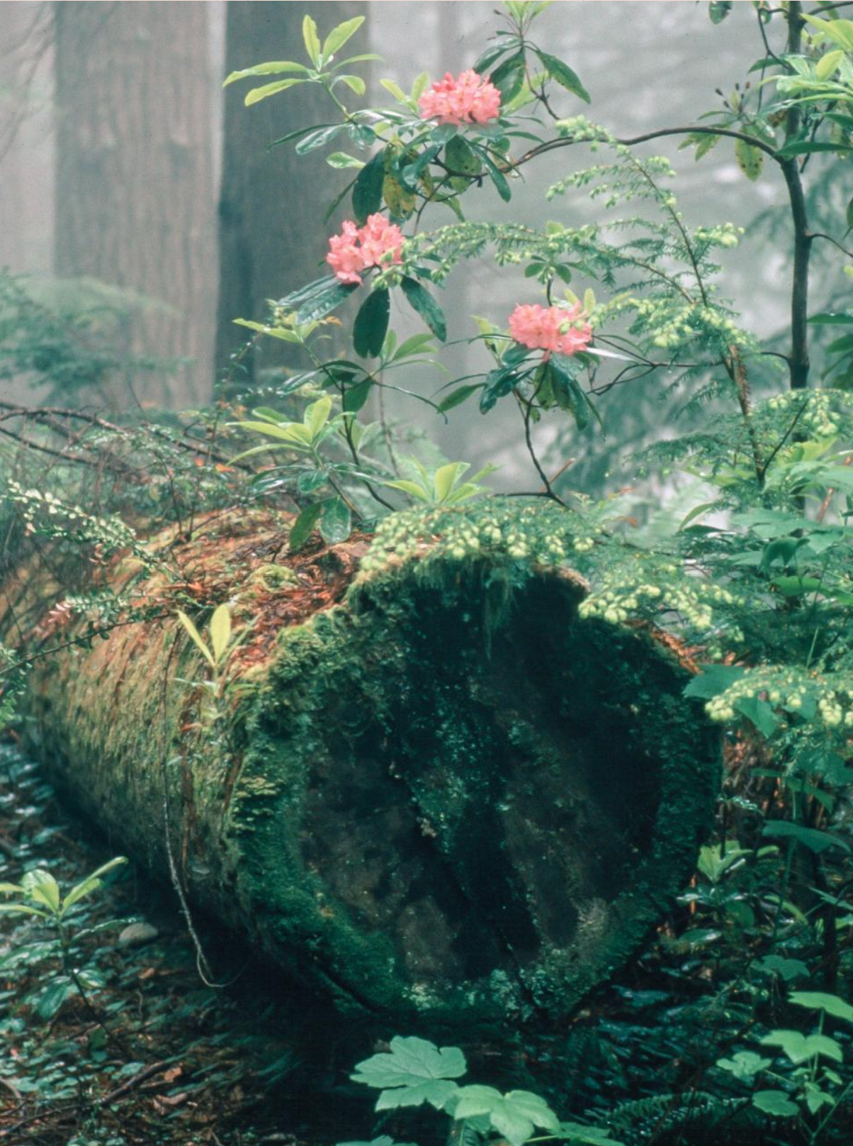 A forest scene featuring a fallen moss-covered log surrounded by lush green plants and pink flowers.