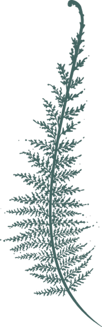 A detailed illustration of a fern leaf.