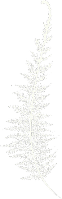 A white fern leaf silhouette against a black background.