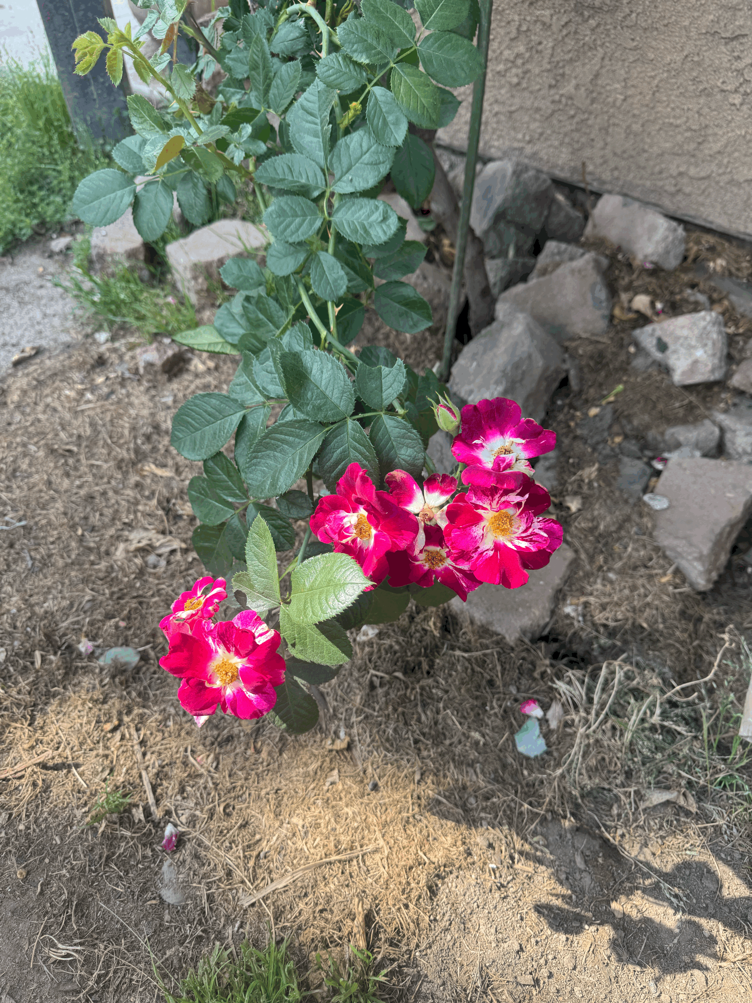 Gardening