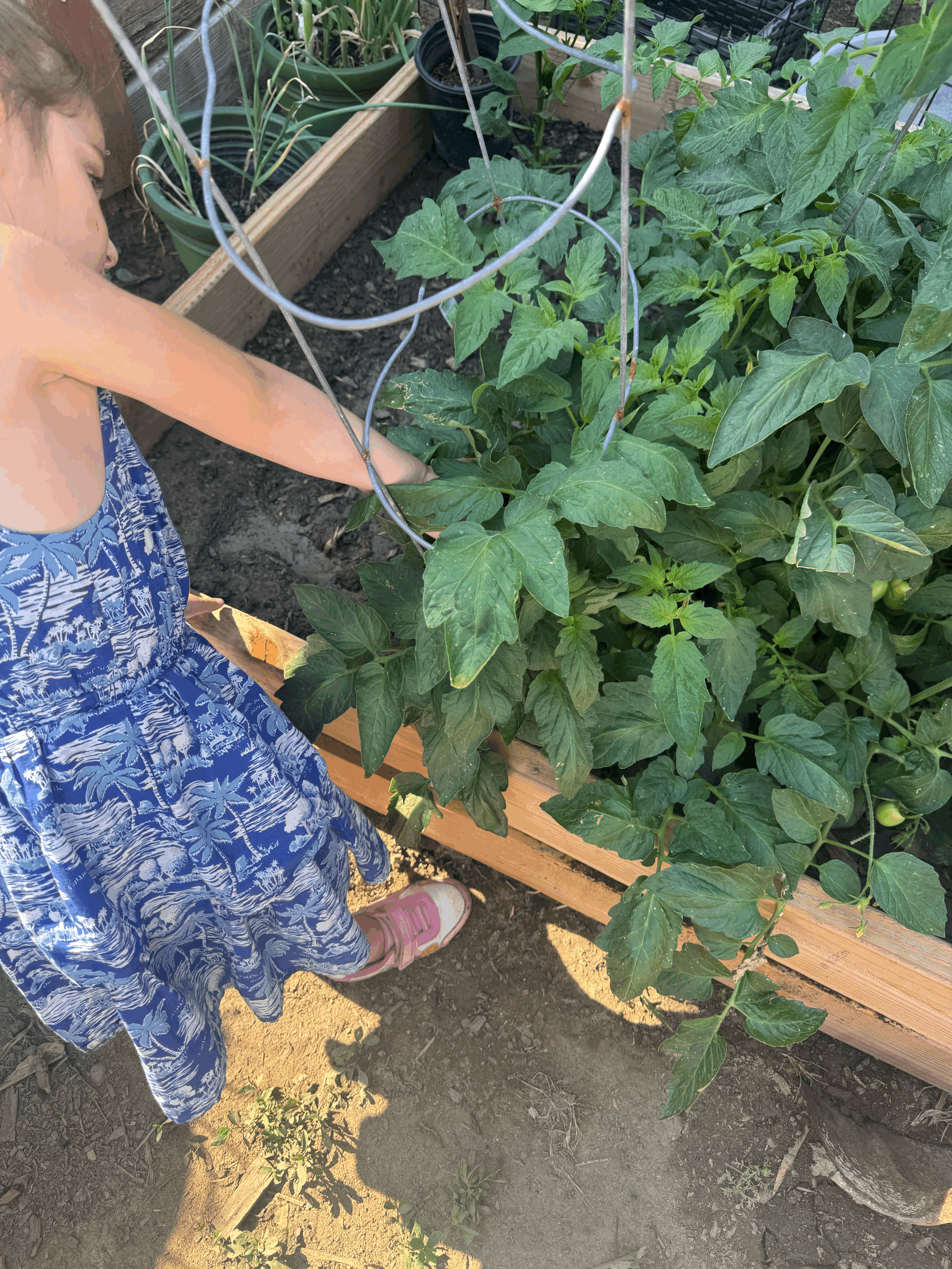 Understanding a Tomato Plant