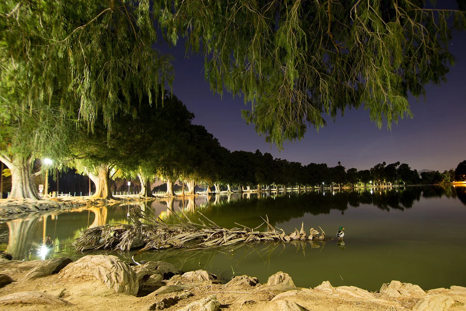 Park in Riverside CA with pond and Gorgeous Trees