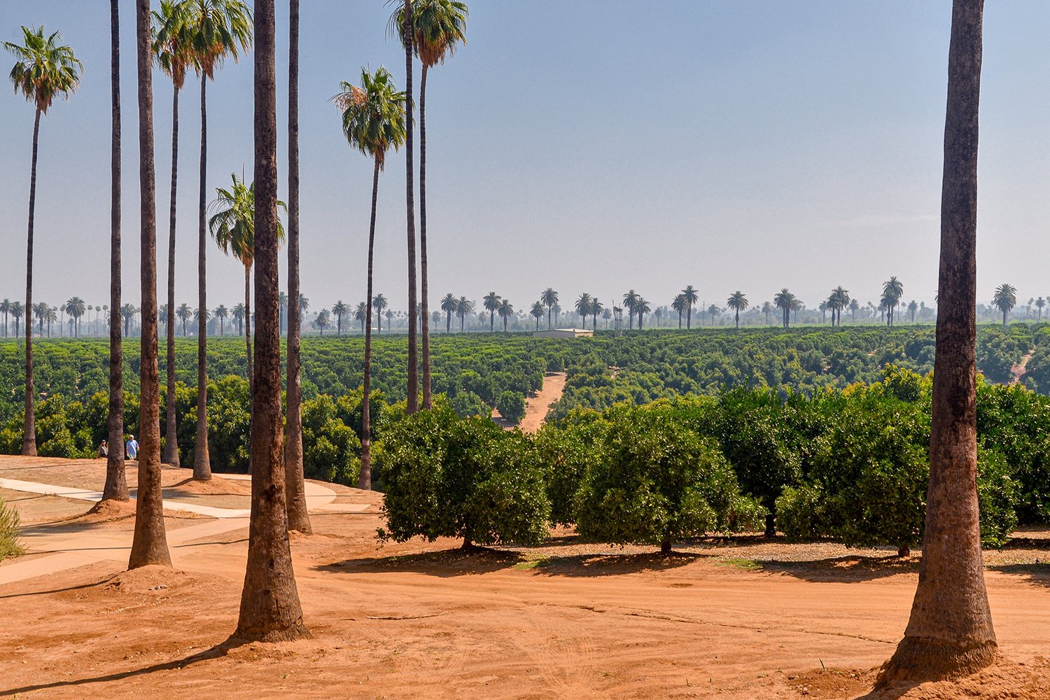 Riverside Orange Groves surrounded by Palm Trees