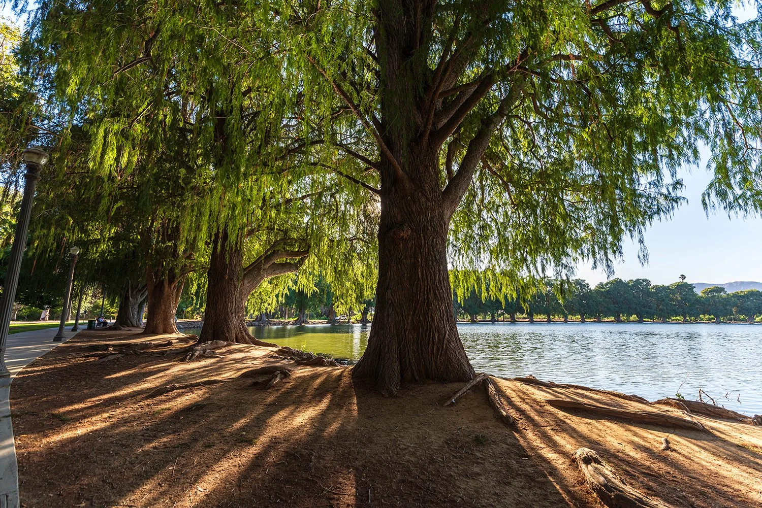 Park in Riverside CA with pond and Gorgeous Trees