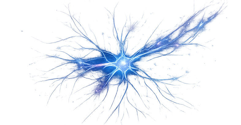 Drawing of human Nerves