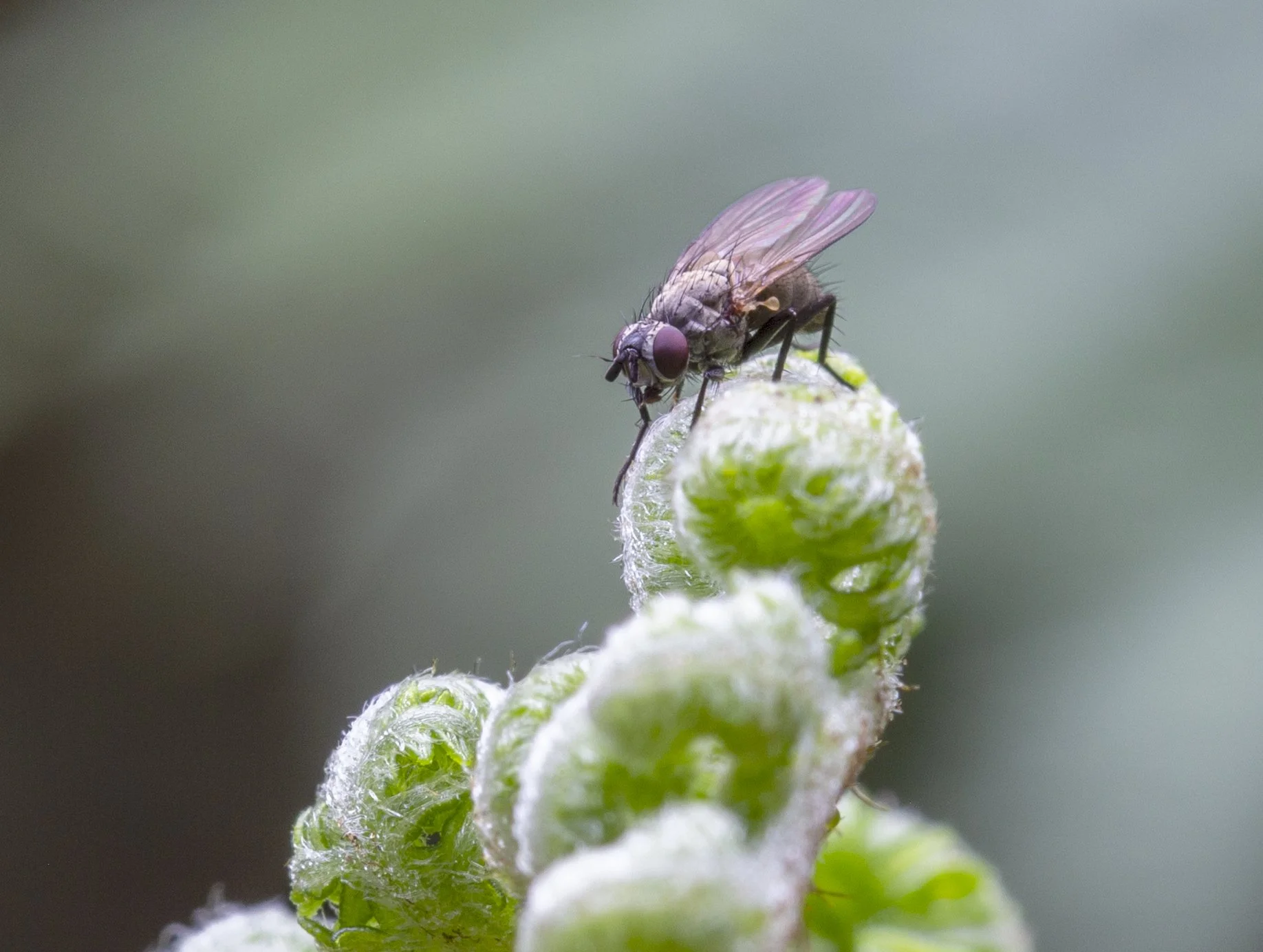 Purple Fly.jpg