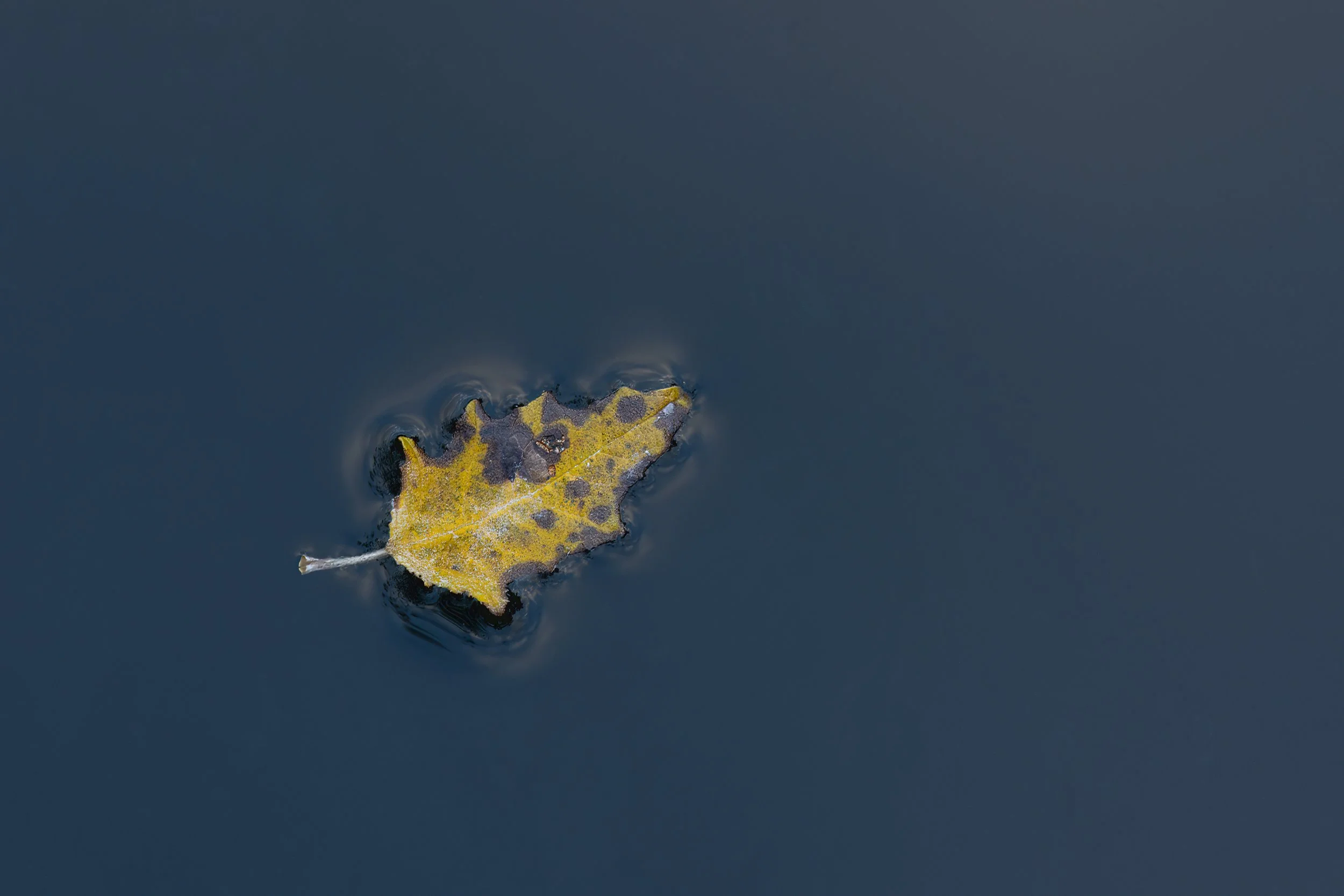 Floating Leaf.jpg