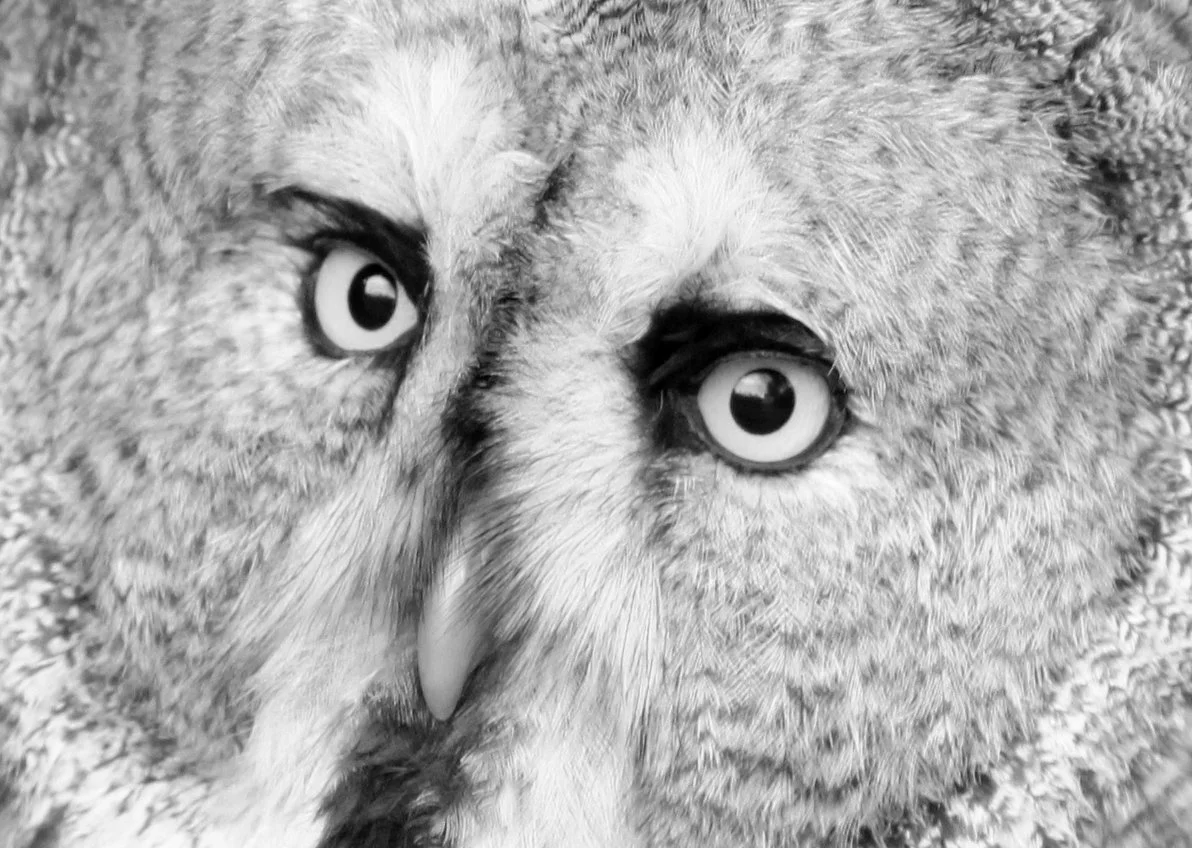 Owl 1.jpg