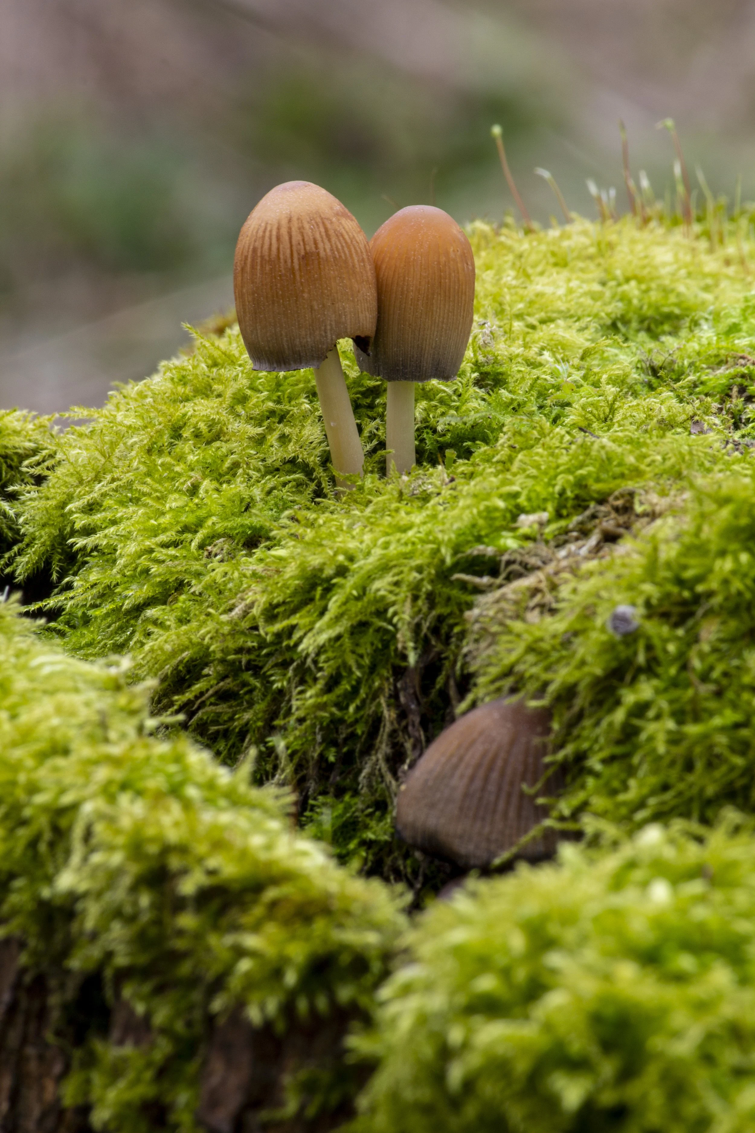 Mushrooms 2.jpg