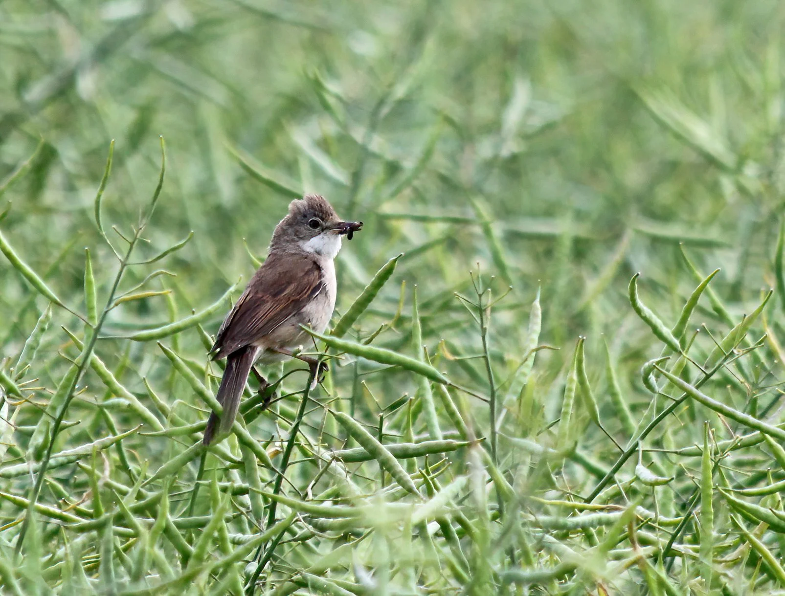 Whitethroat.JPG