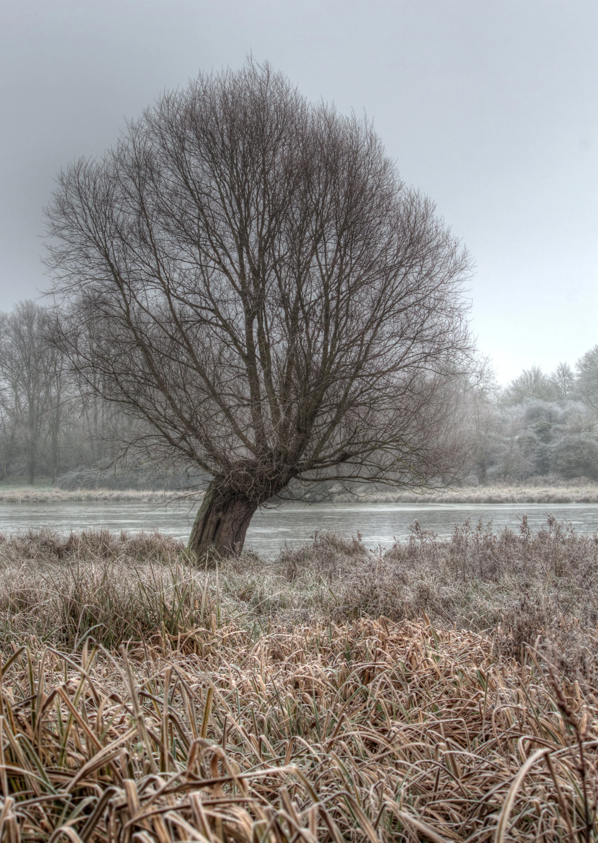Frosty WIllow.jpg