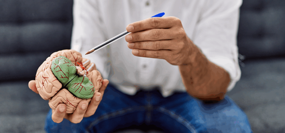 Person holding a brain model, pointing at it with a small pen.