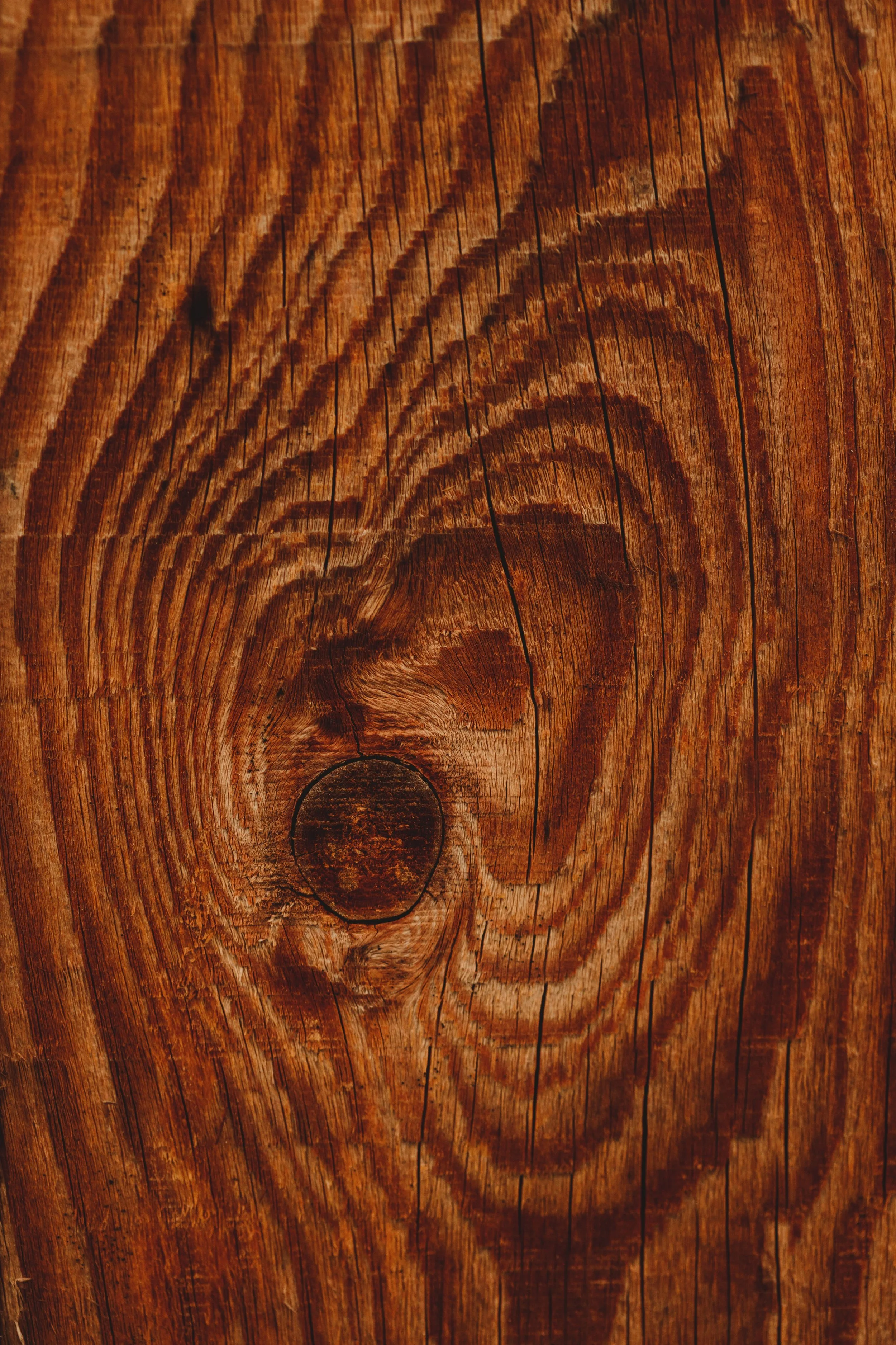 A cross section of a tree showing the tree rings and the heartwood.