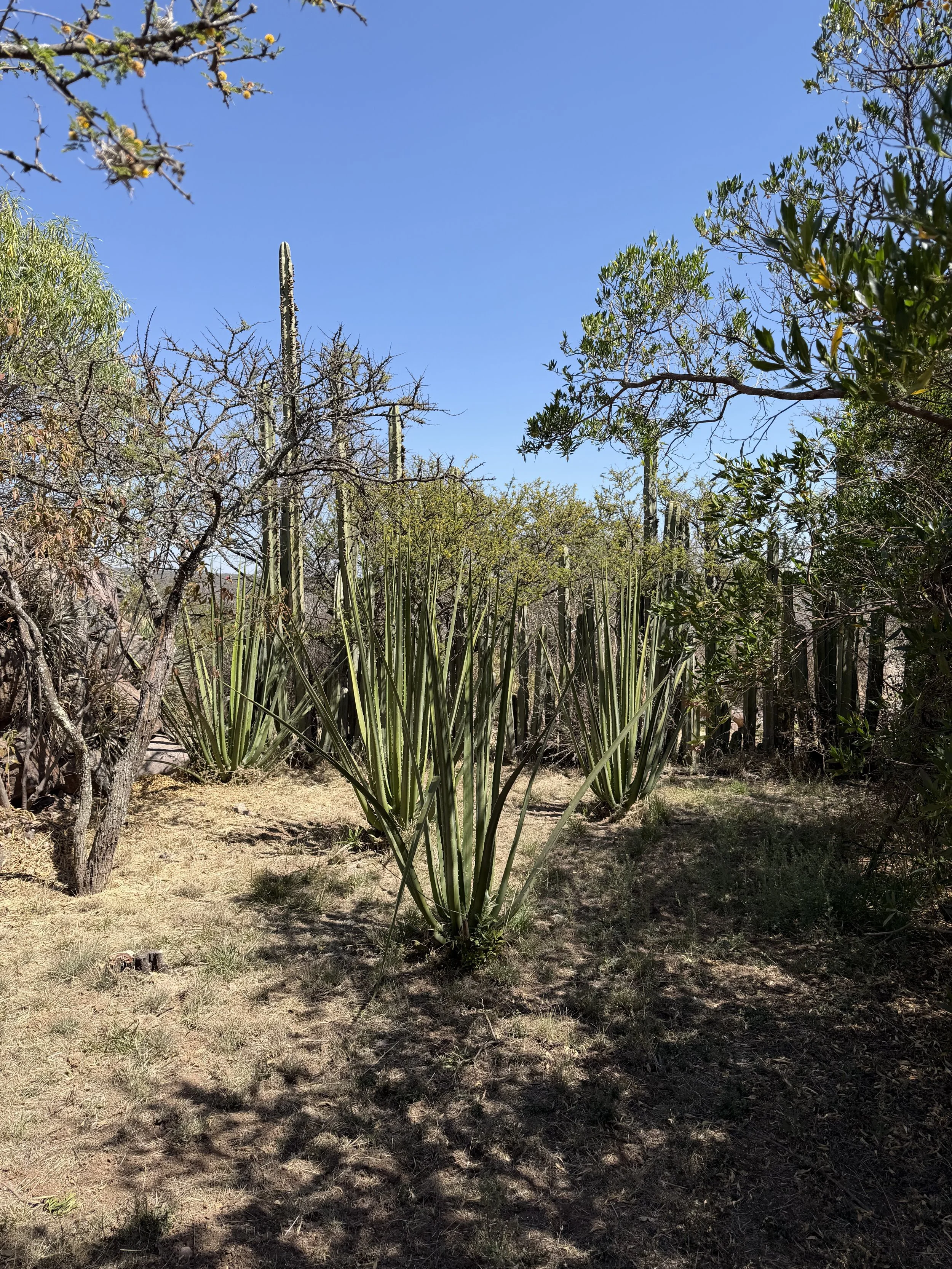 Hiking at Charco del Ingenio in San Miguel de Allende